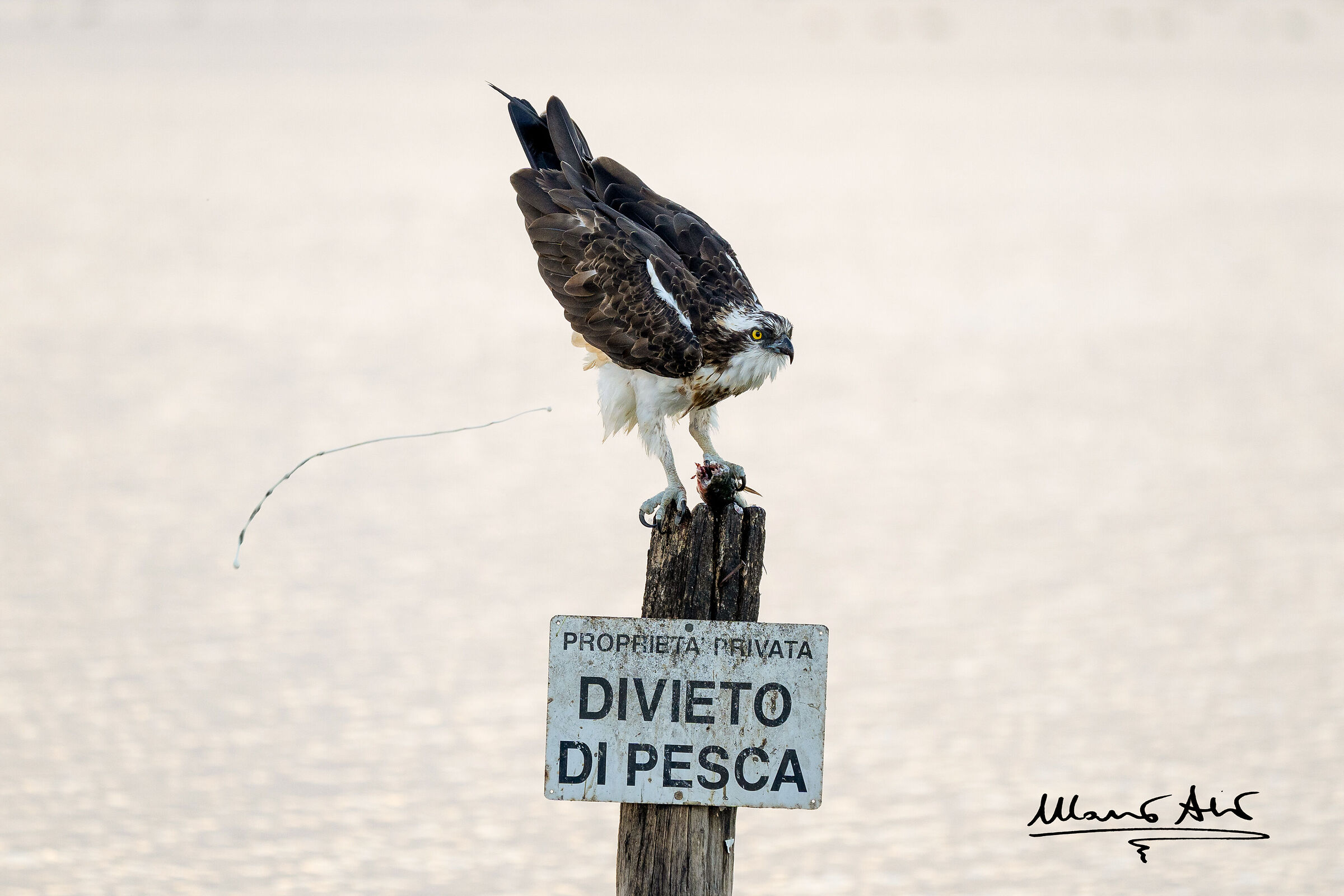 Falco pescatore