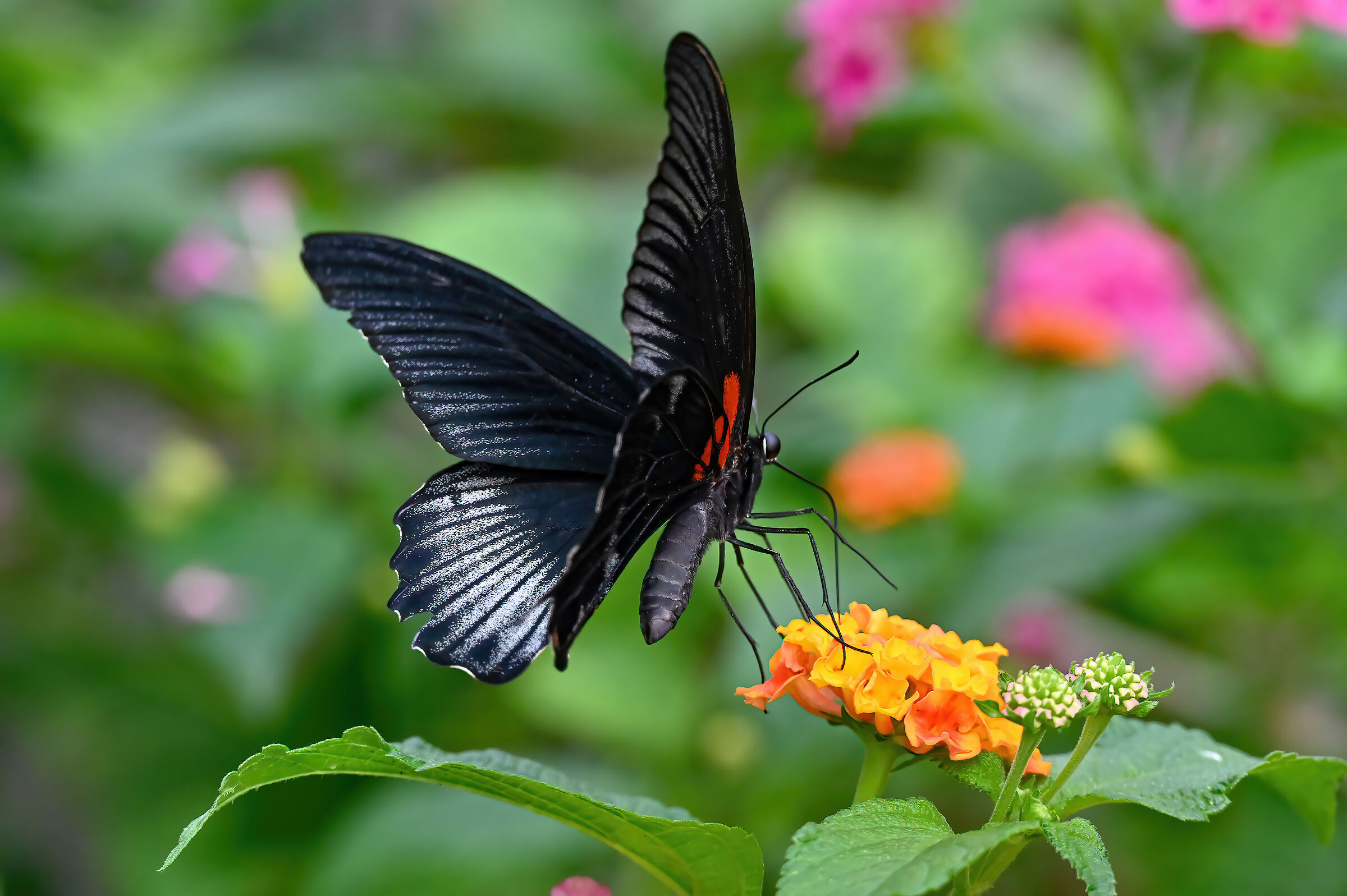 Papilio Memnon