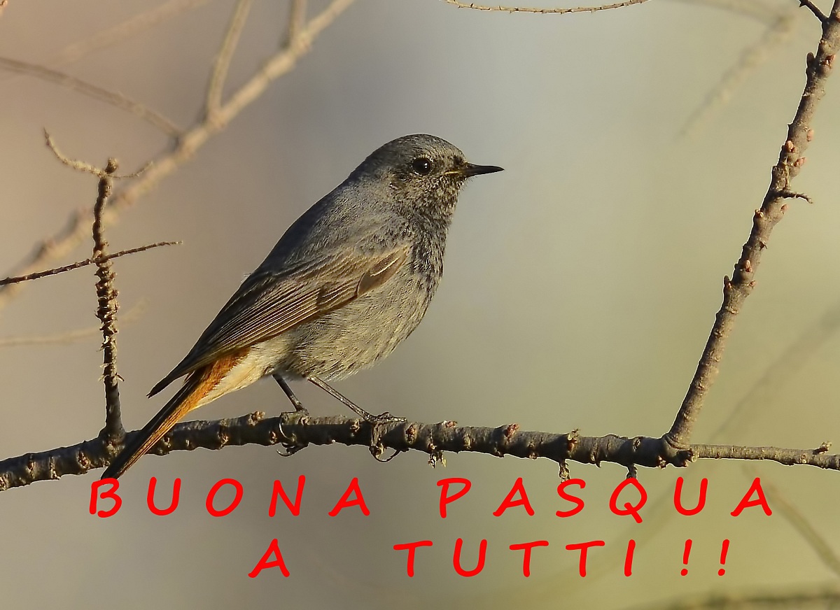 B uona P asquaa all!