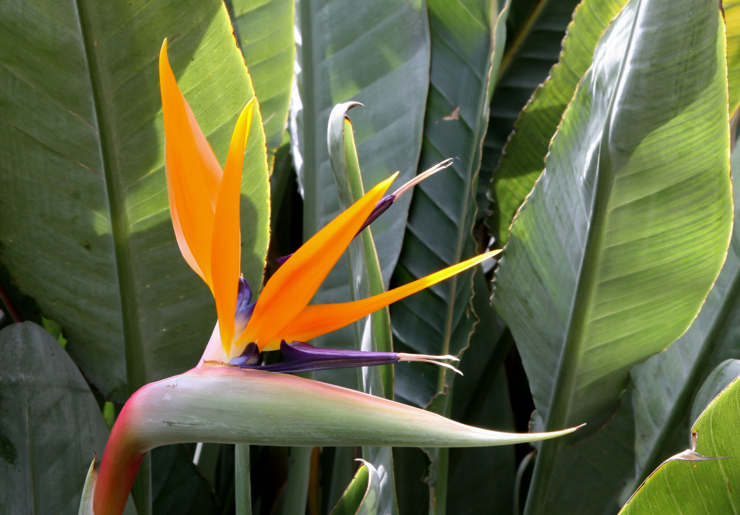Strelitzia