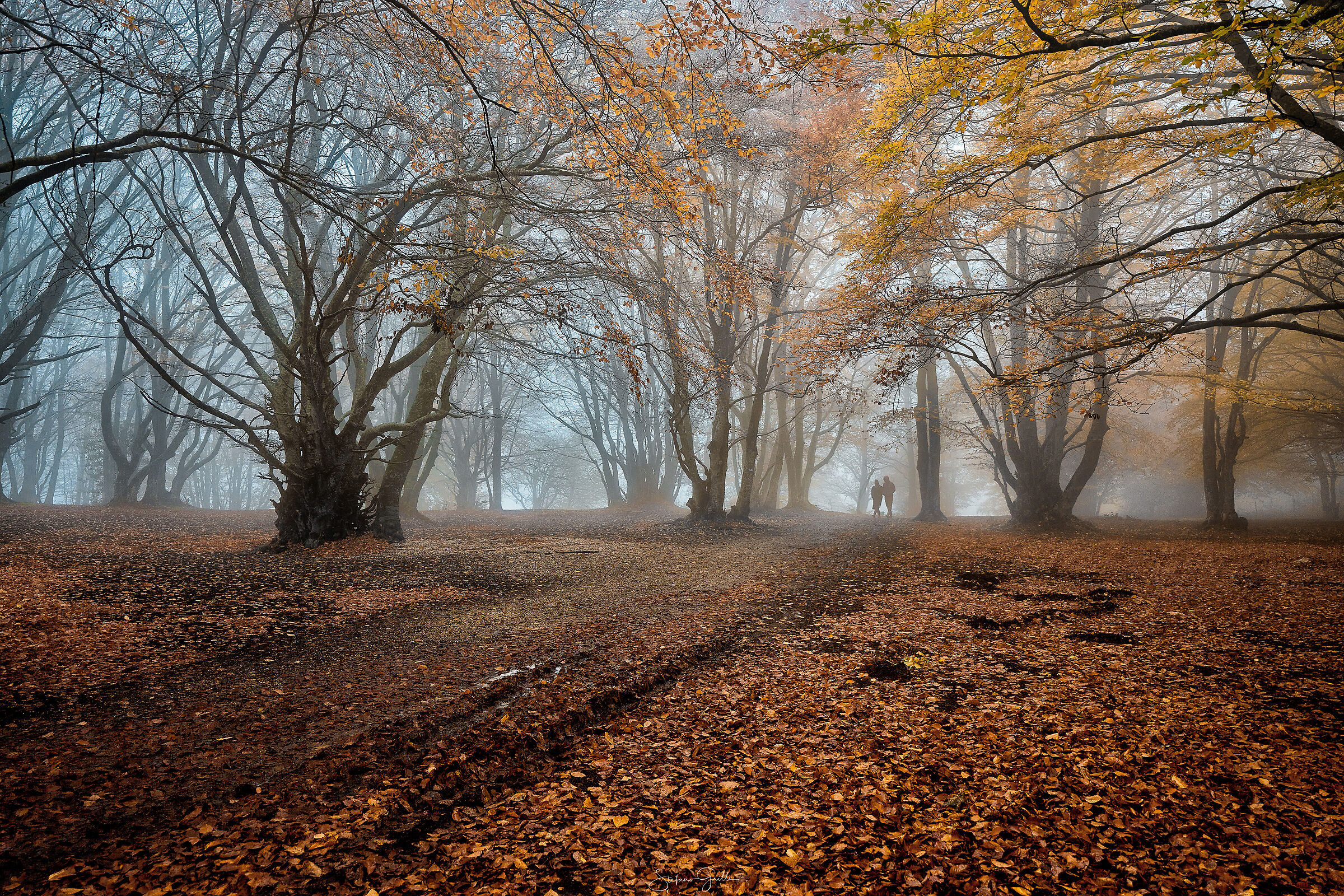 Bosco di Canfaito (mc)
