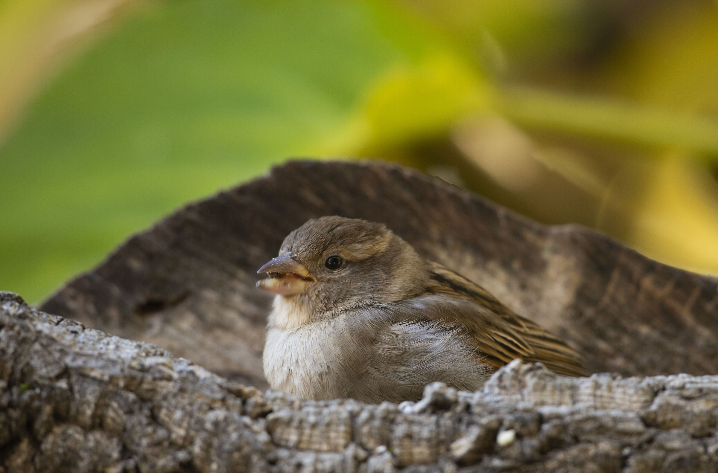 Common sparrow