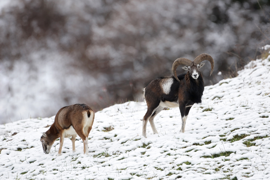 Coppia di Mufloni