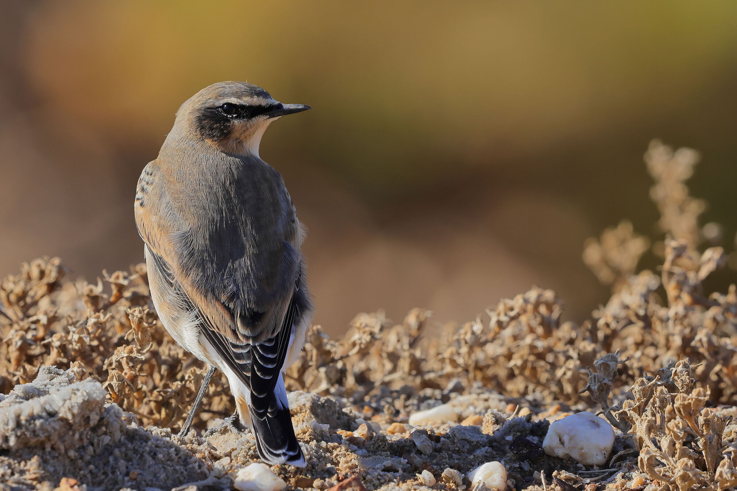 Northern wheatear
