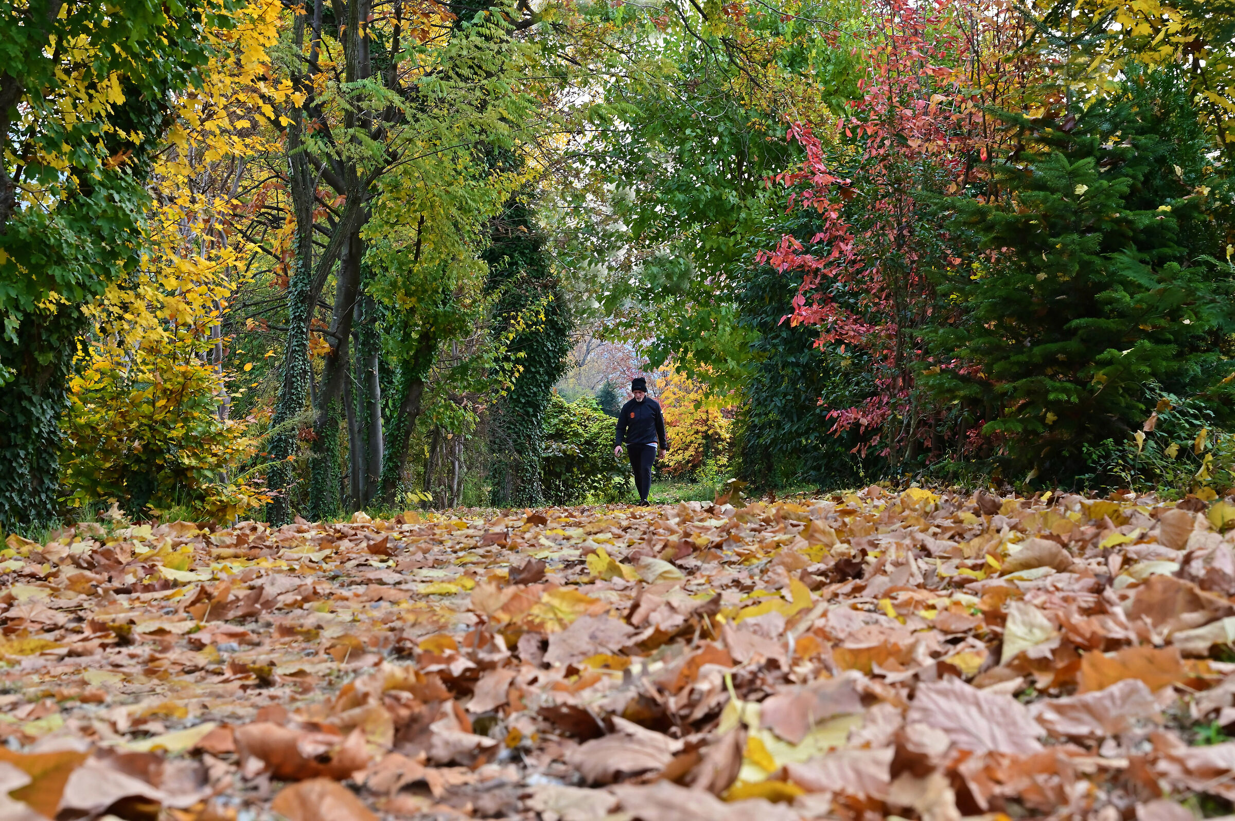 Leaves and then more leaves.
