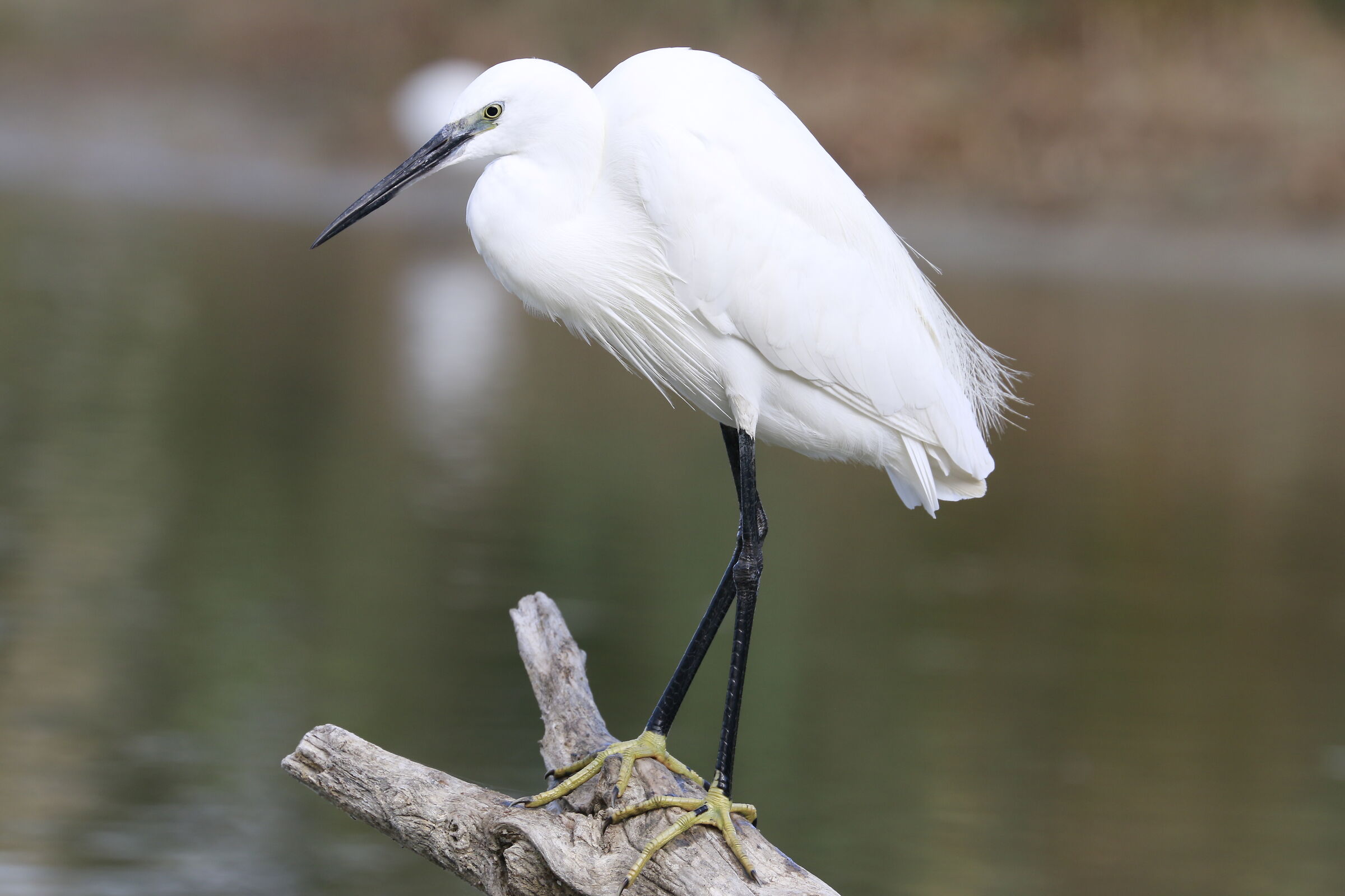 Egret