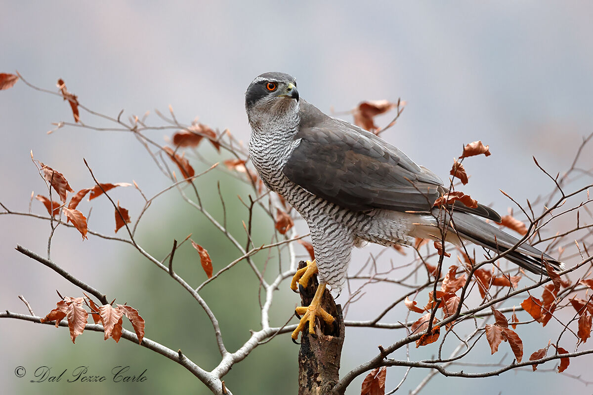 Goshawk