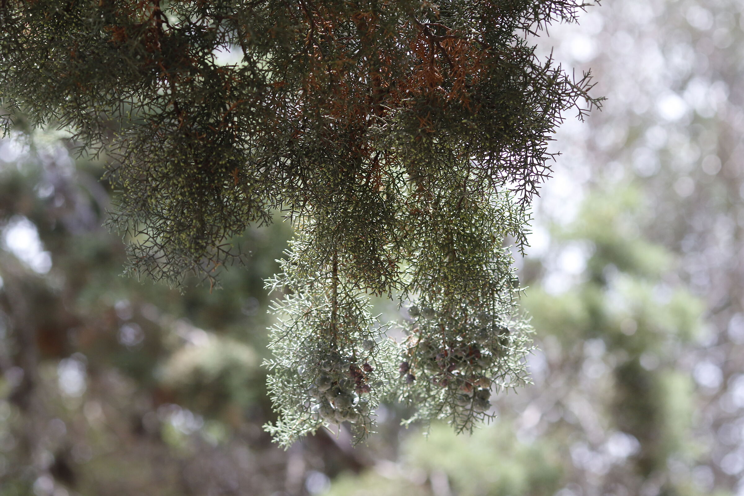 Canon 7d ii / 135 F.2 L