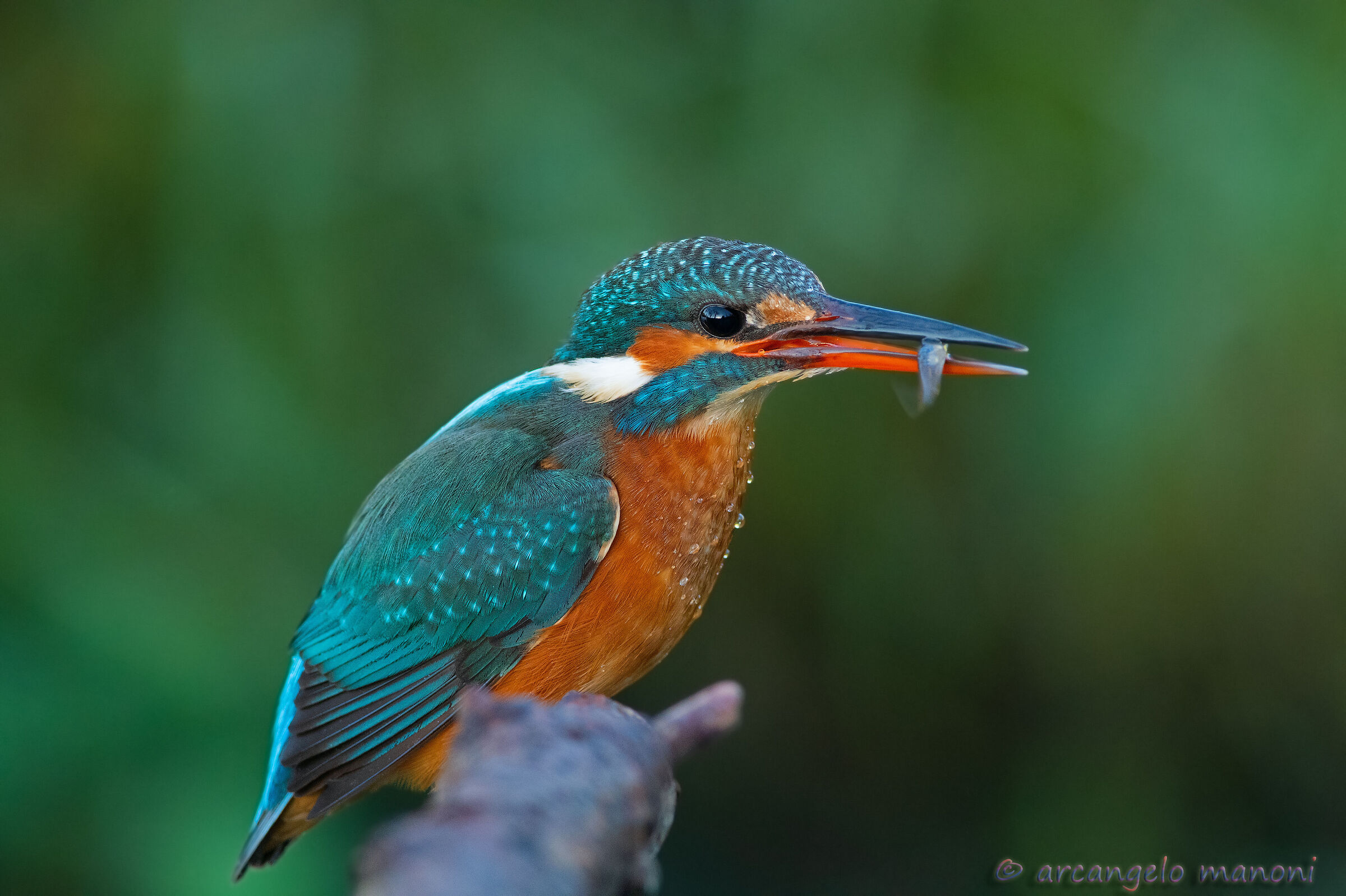 The pleasure of fishing