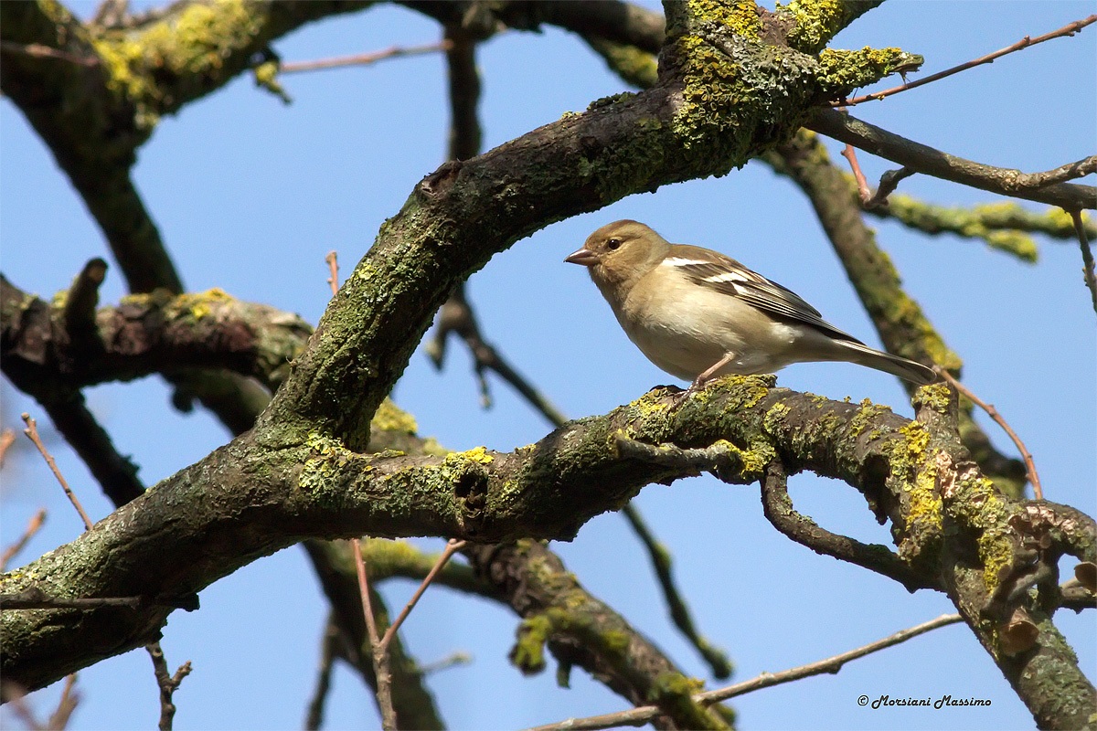 Fringuello (Fringilla coelebs) - femmina in primavera