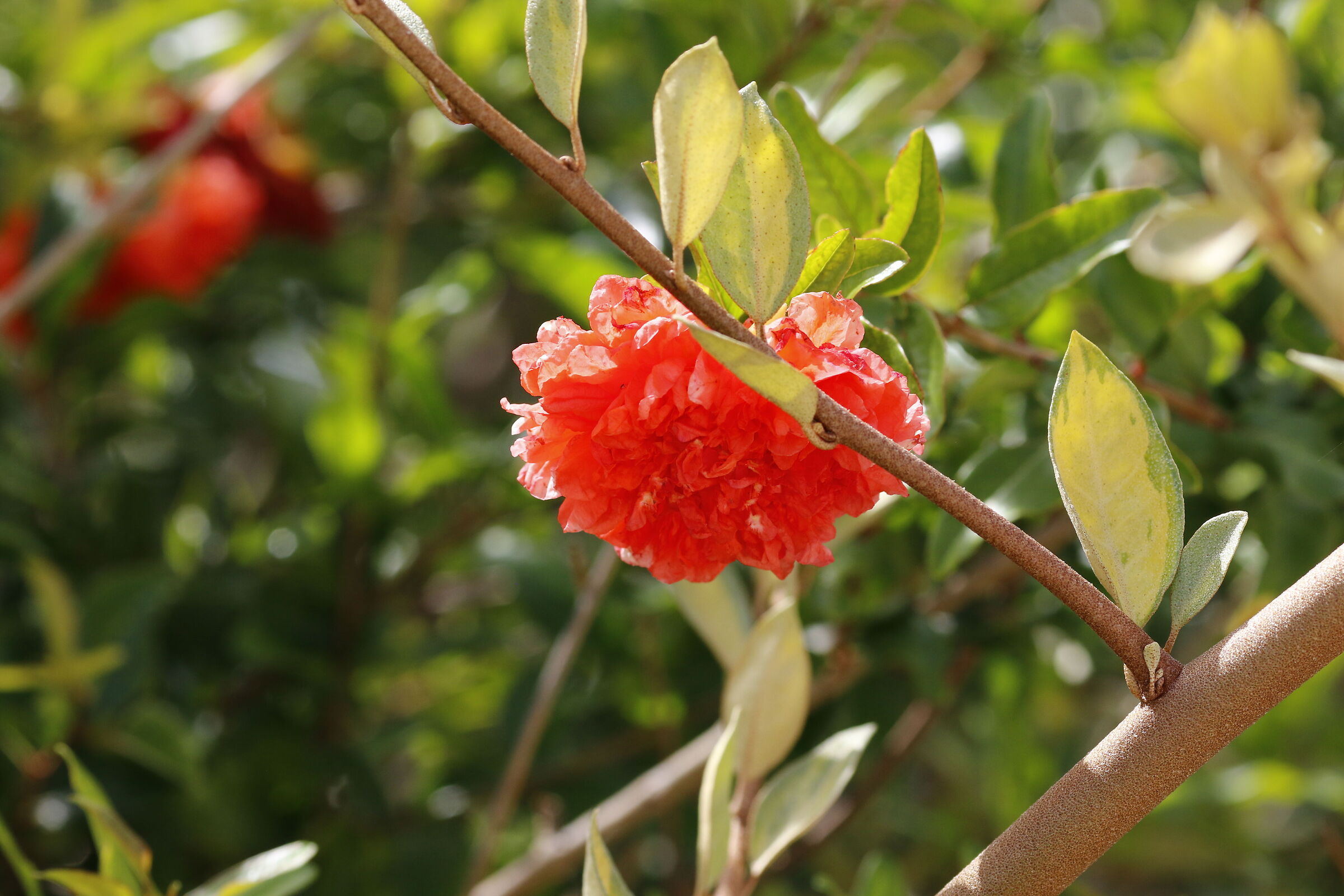 Canon 7d ii / 135 F.2 L