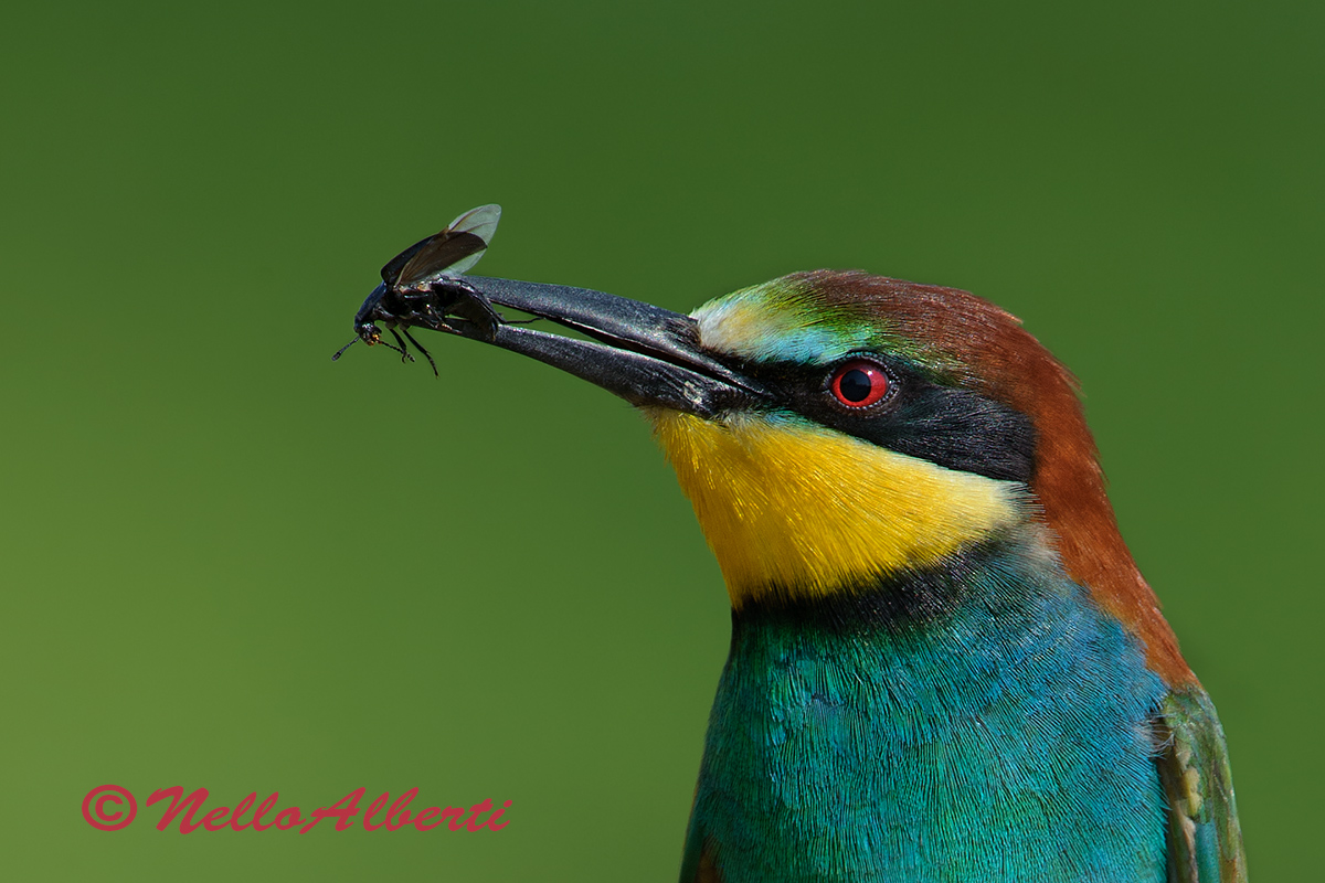 ritaglio di un fotogramma intero