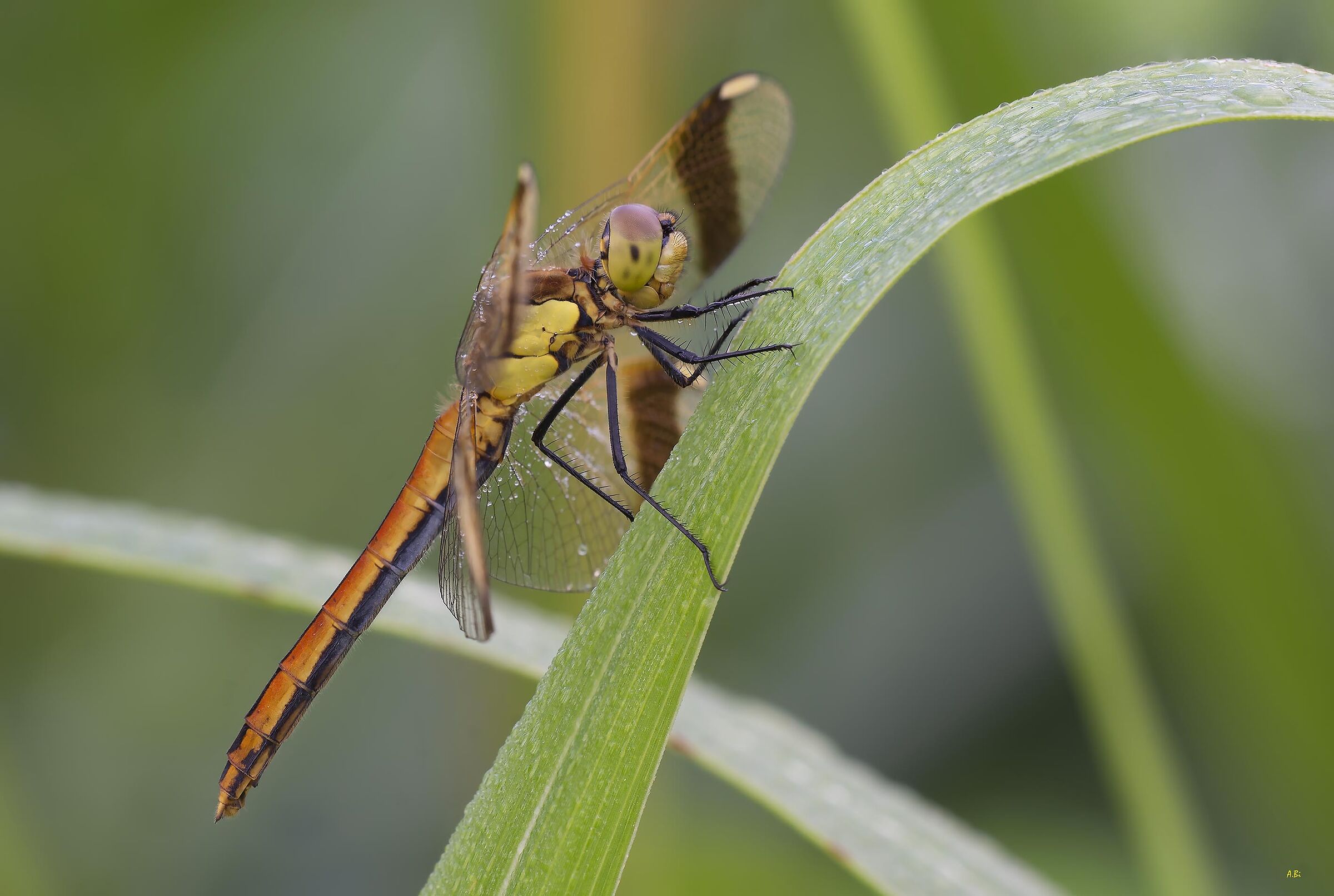 Sympetrum pedemontanum