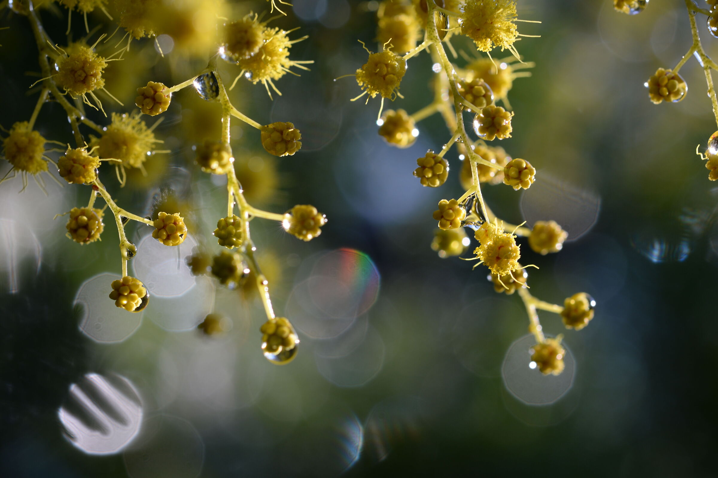 Mimosa, pioggia e arcobaleno