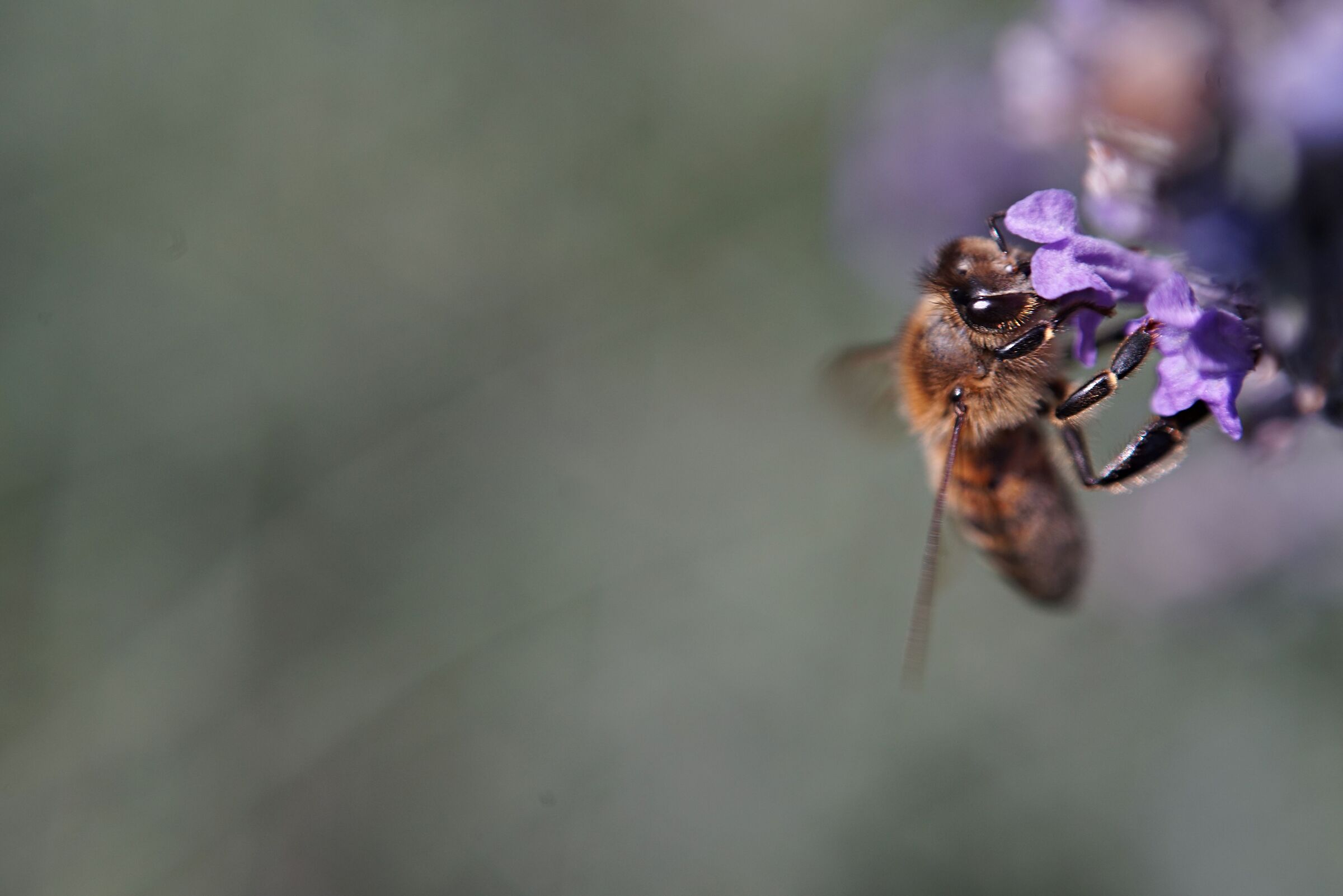Fra i fiori di lavanda IV