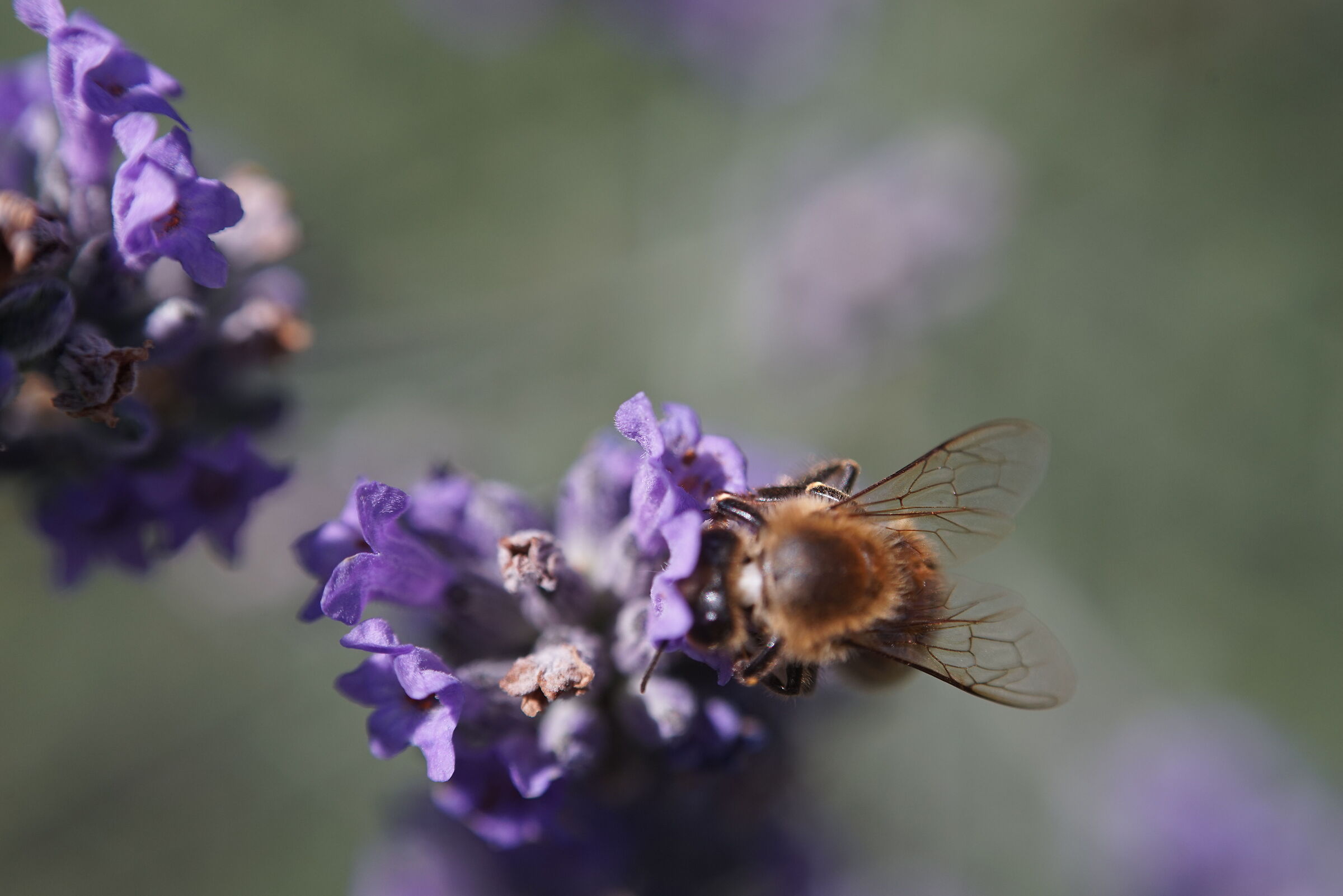 Fra i fiori di lavanda V