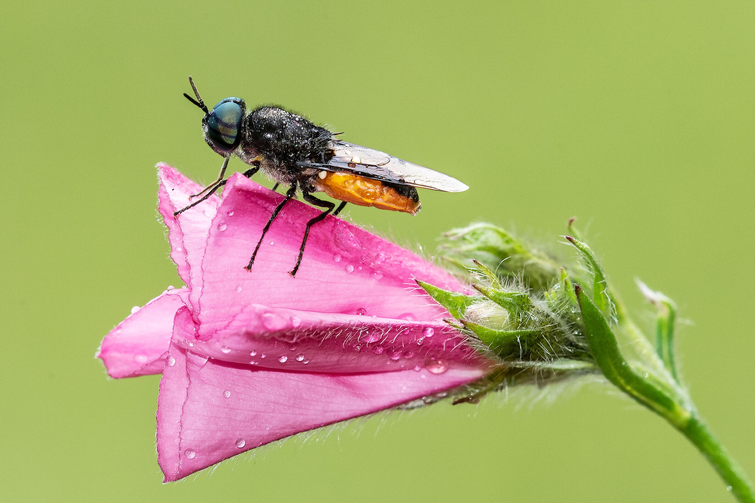 Odontomyia flavissima
