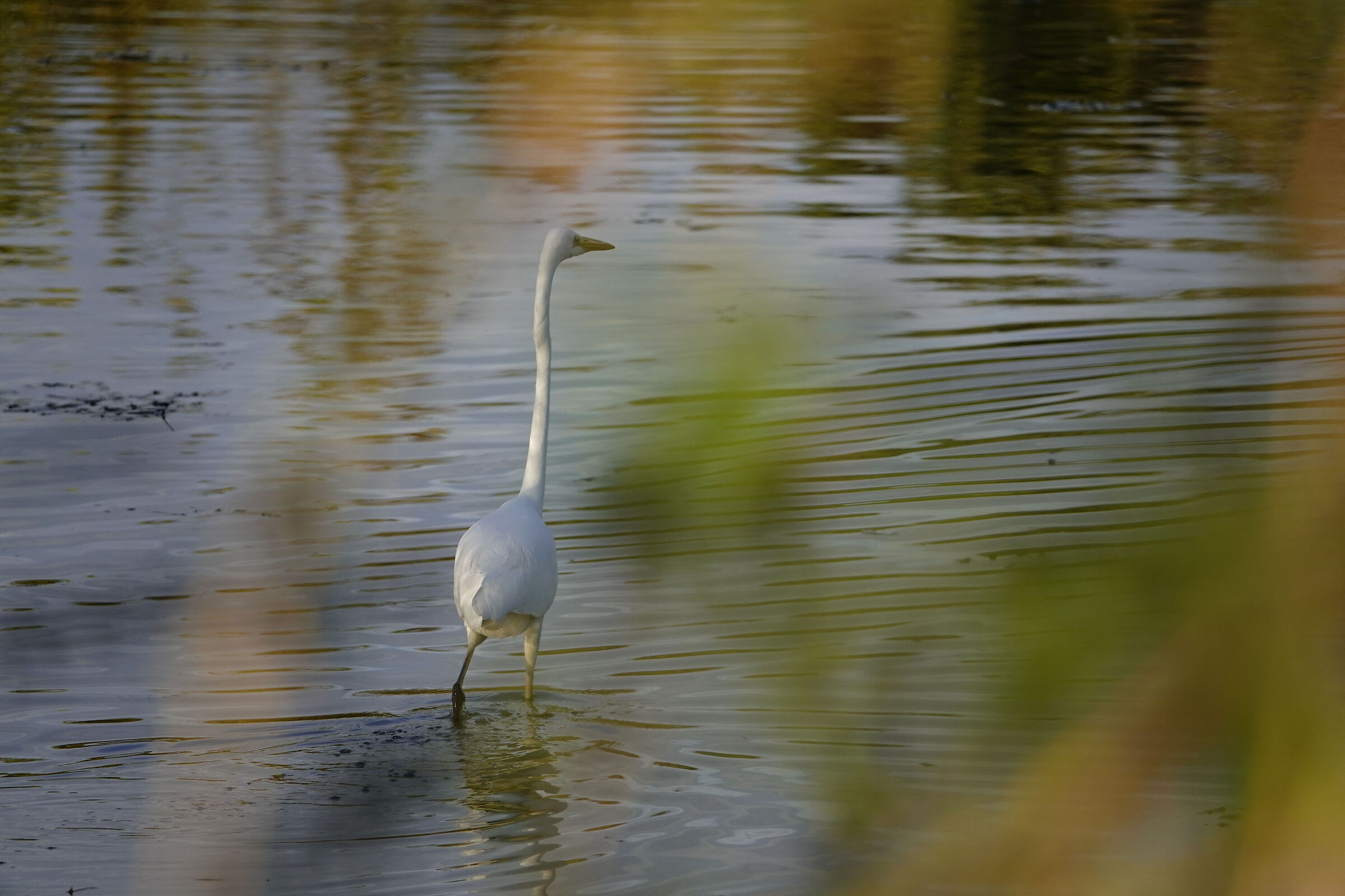among the vegetation