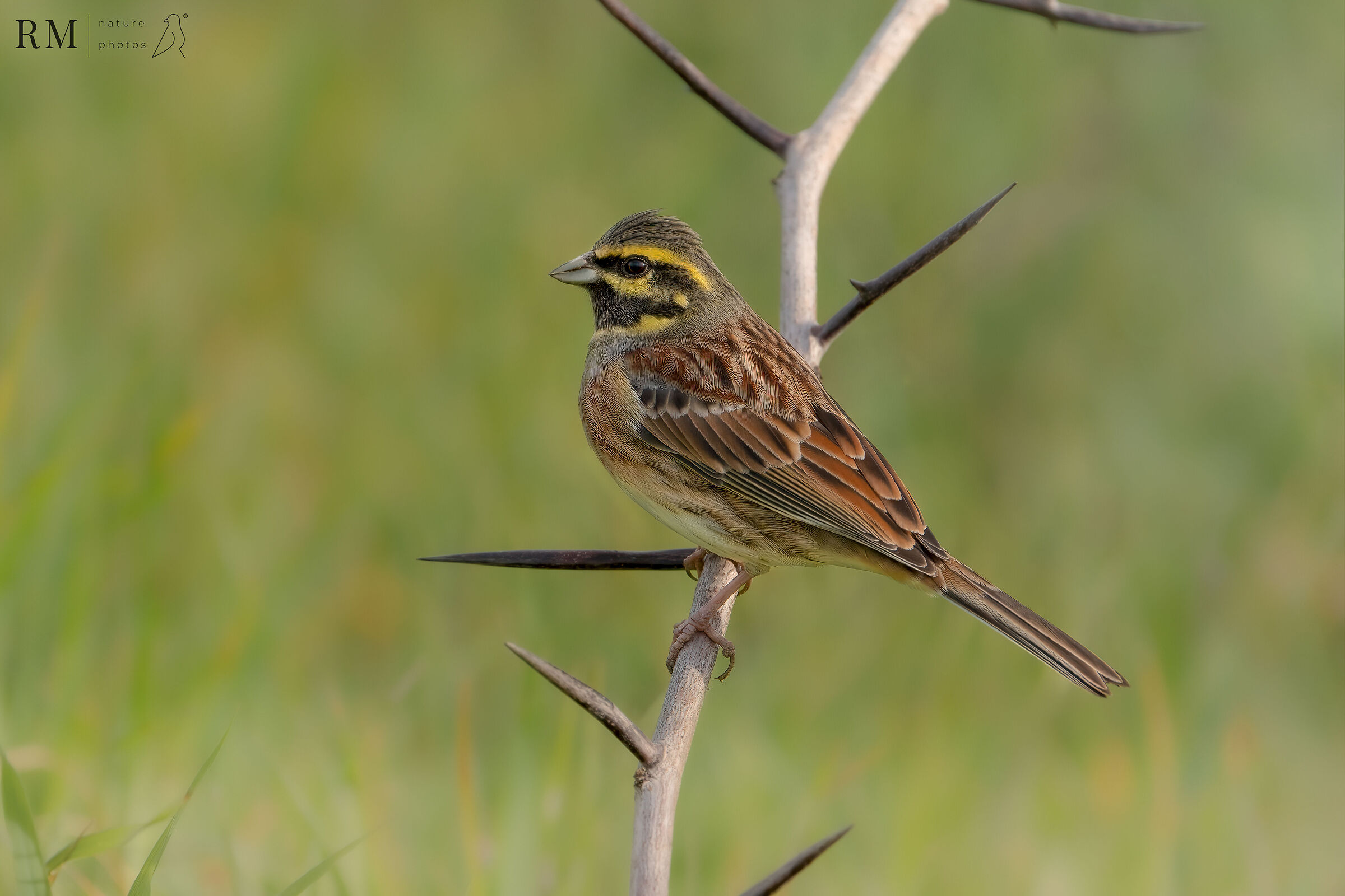 Cirl bunting