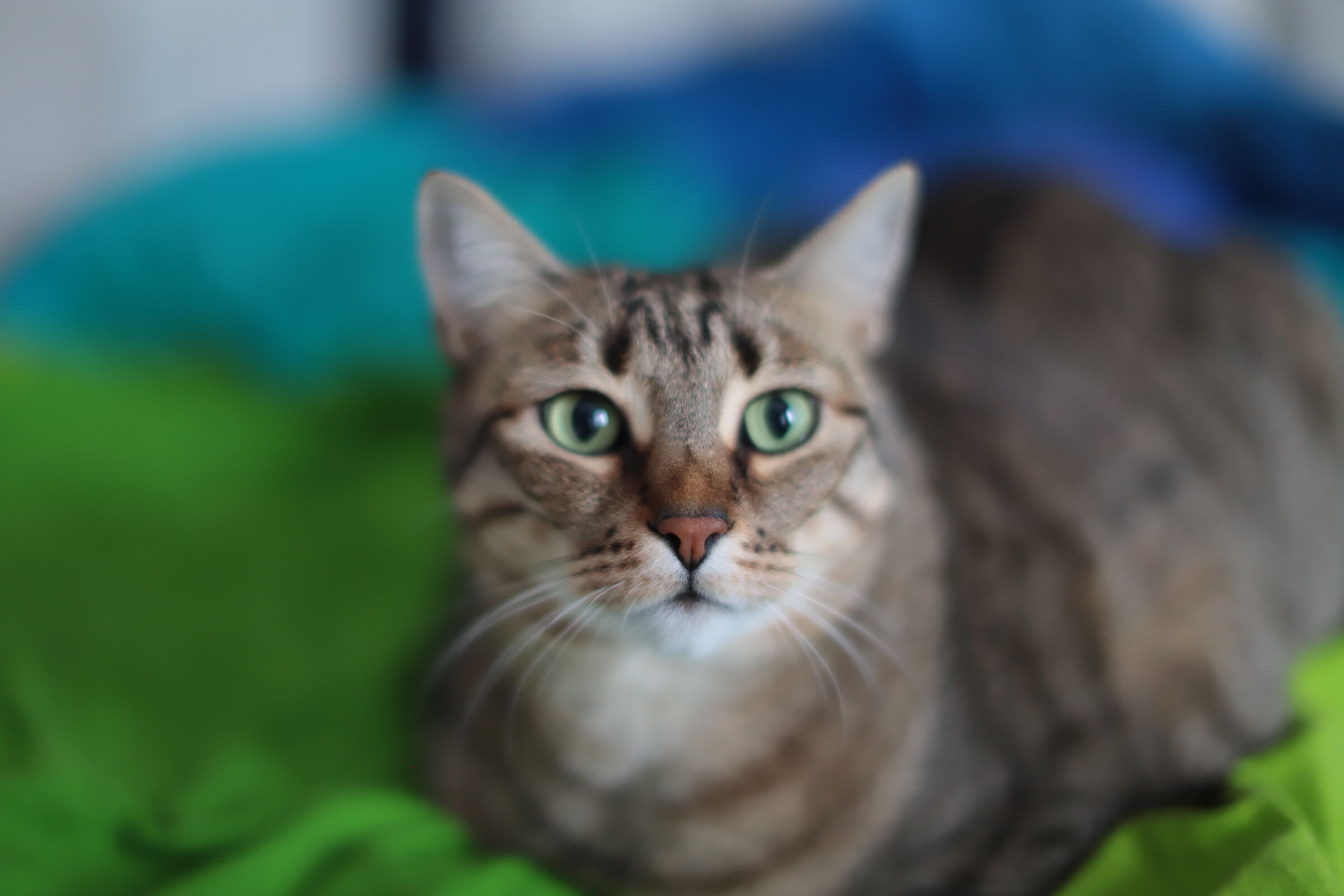 Autumn among the blankets
