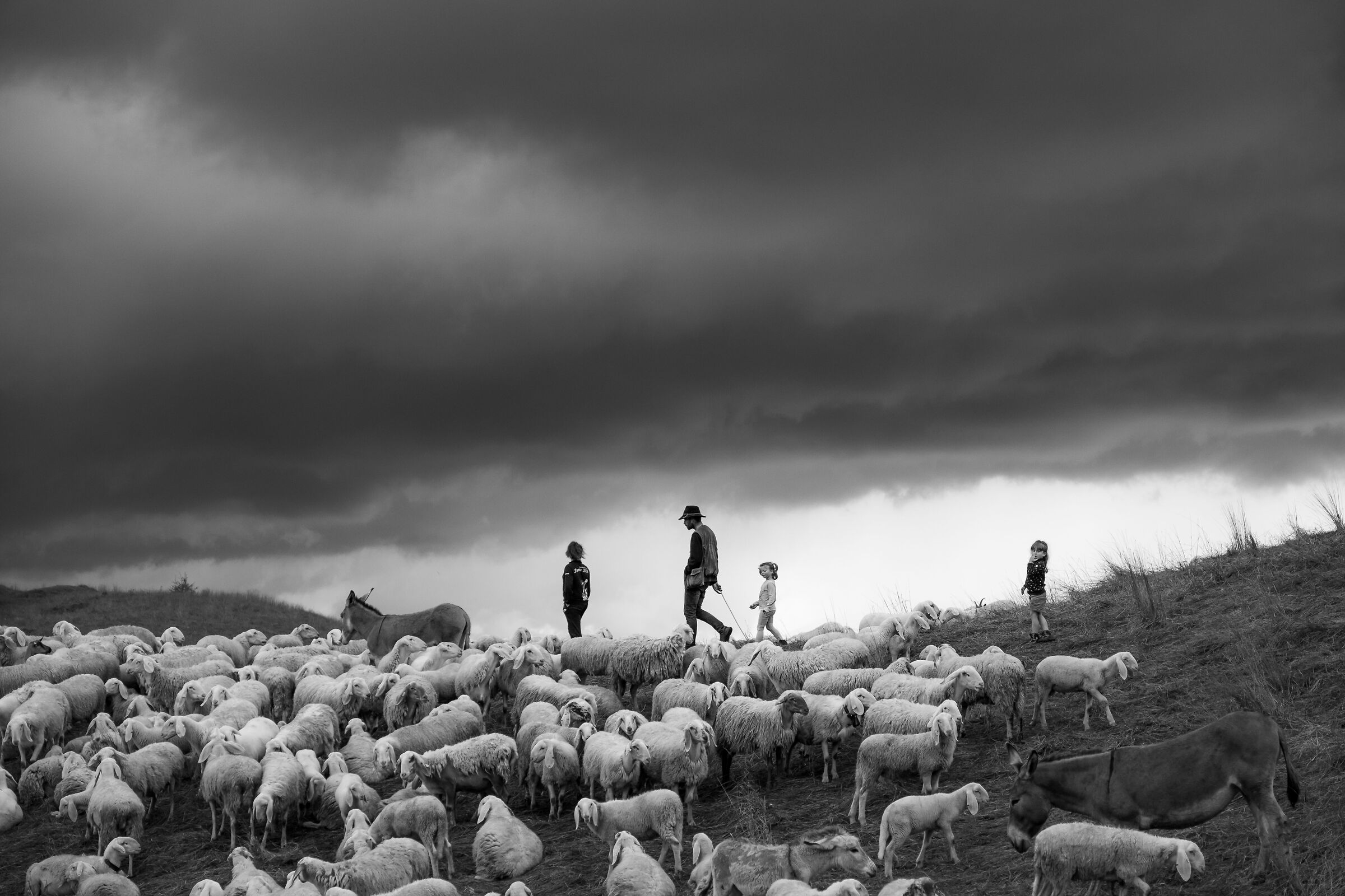Pascolo sul monte Grappa