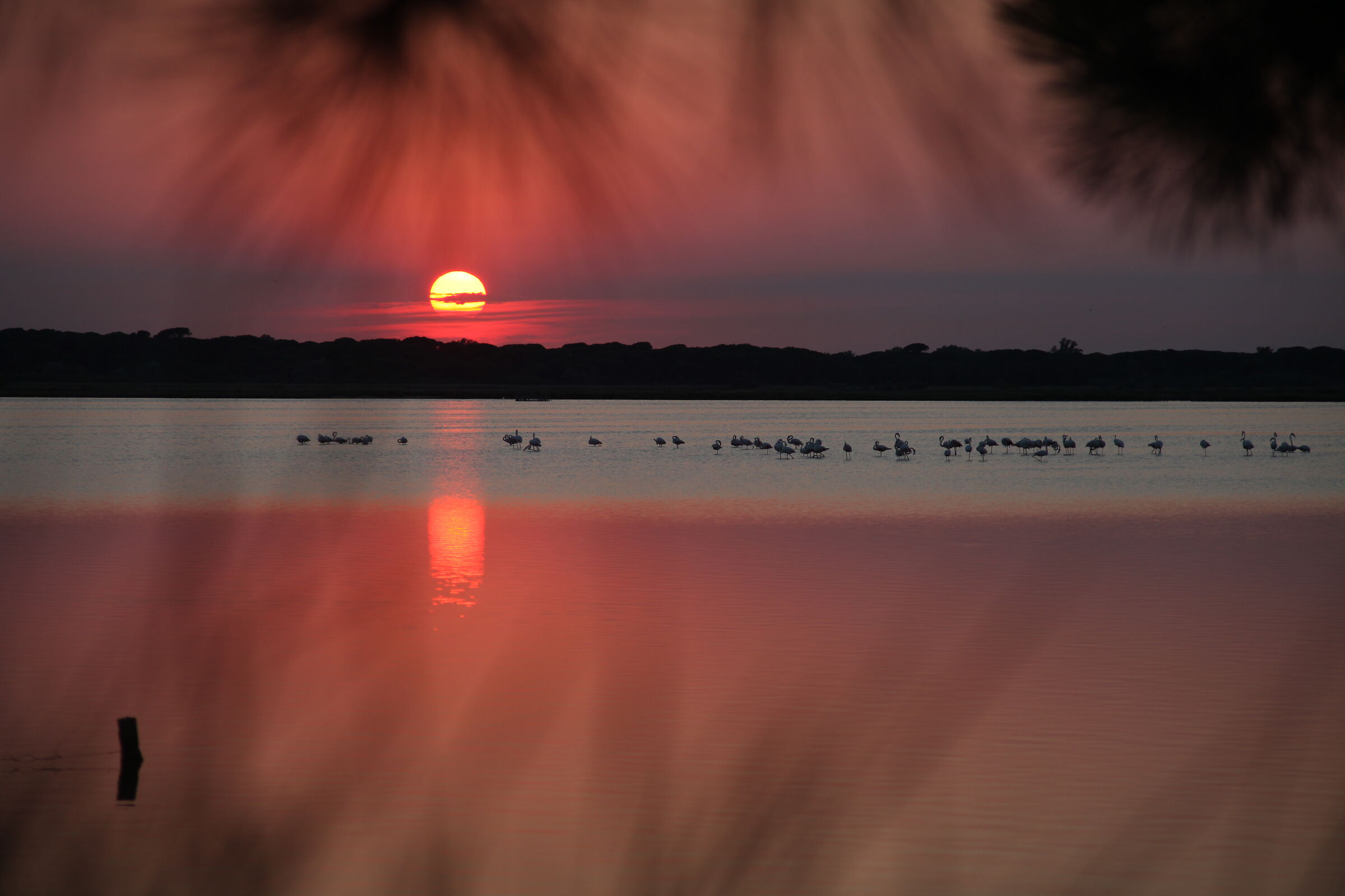 flamingoes