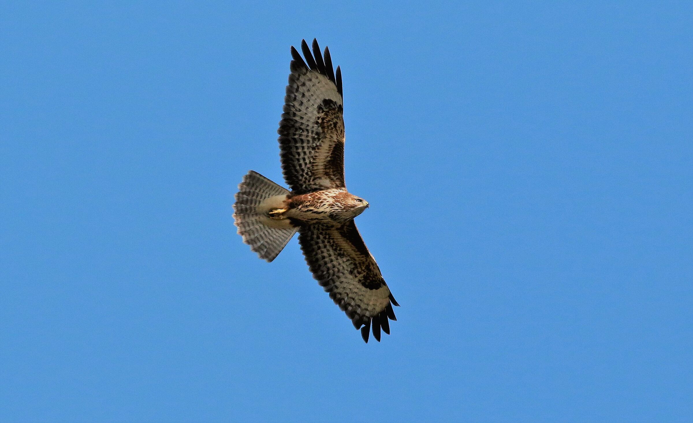 poiana in volo