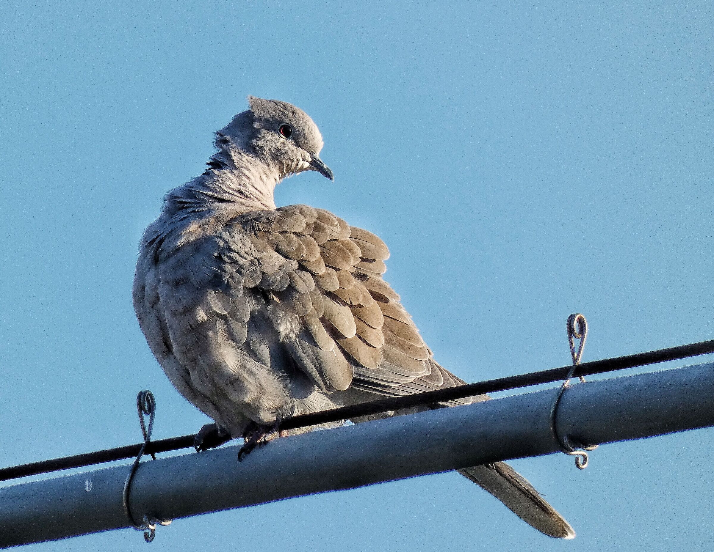 Turtledove with a shaggy collar.