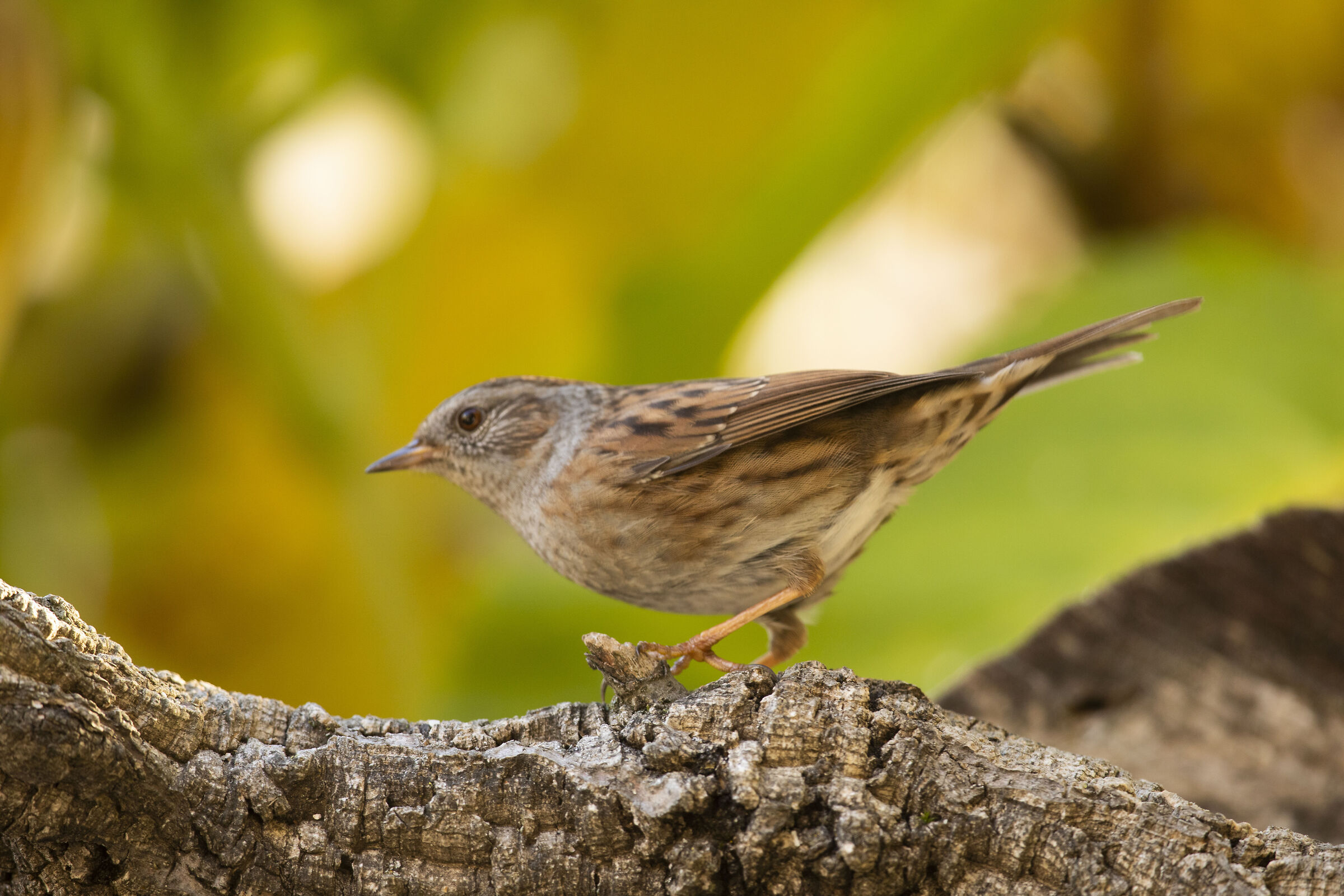 Dunnock
