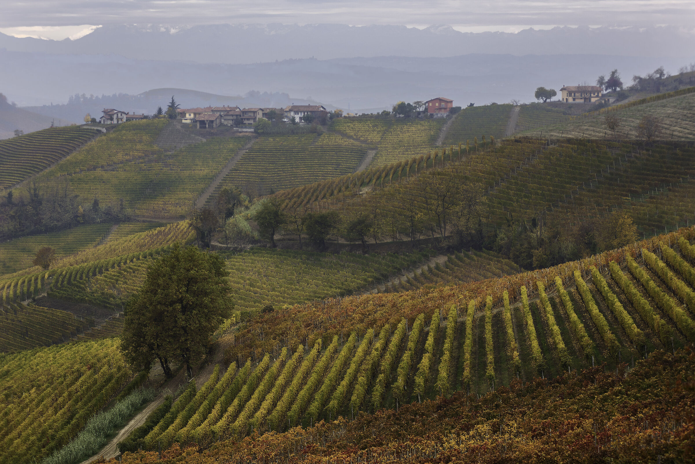 A grey autumn morning in the Langhe