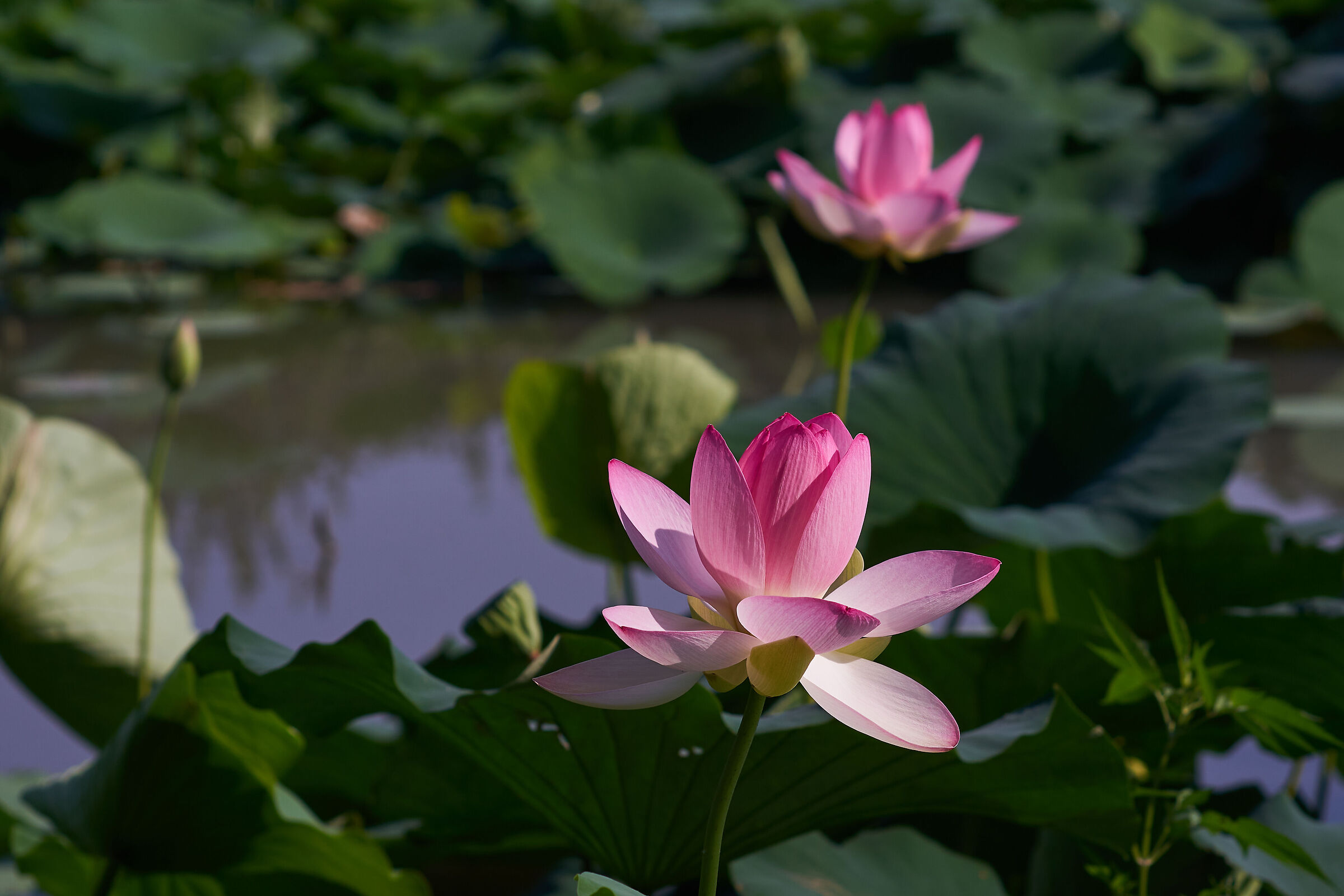 Lotus flower