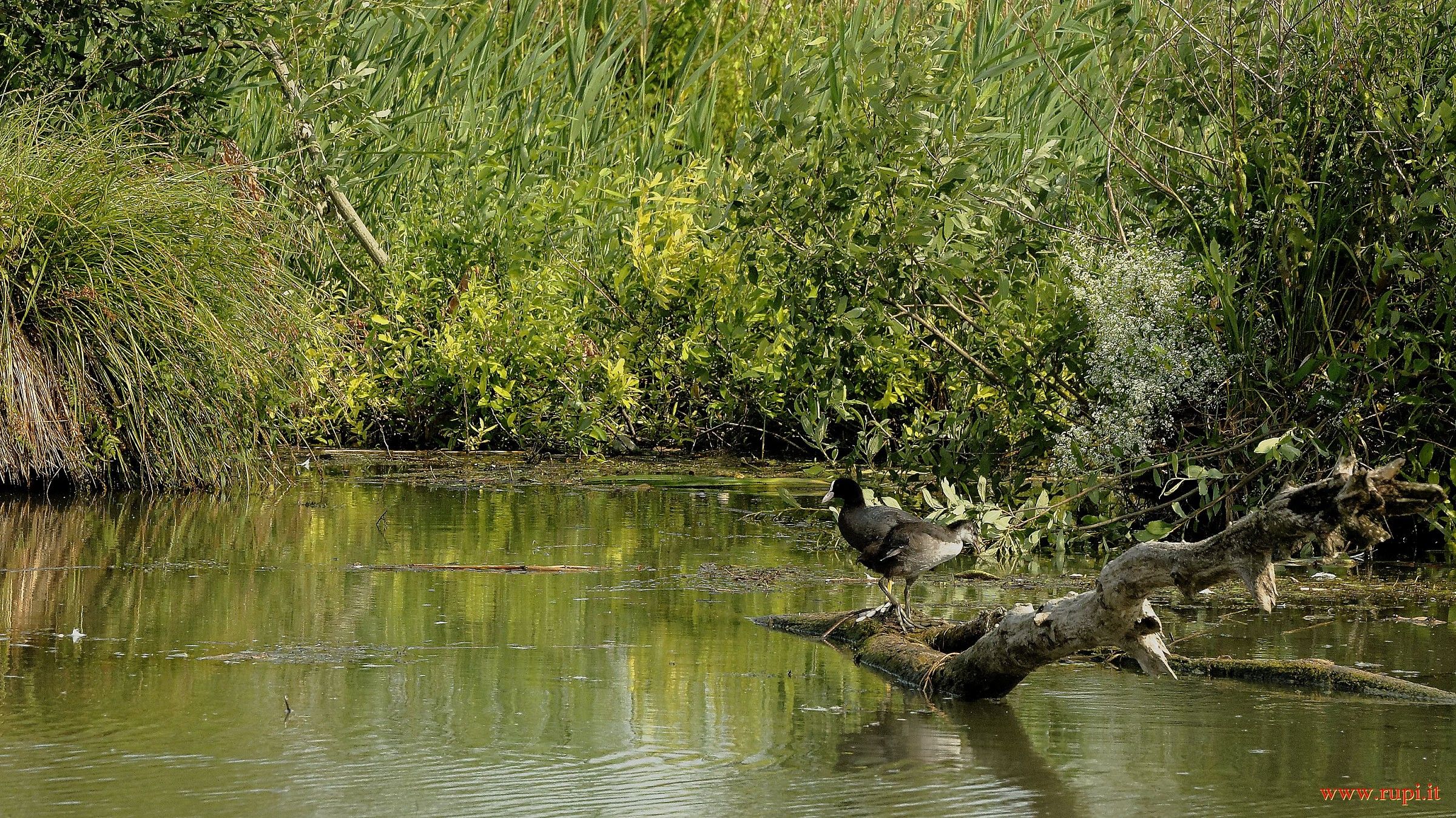 Dear ... how much water!