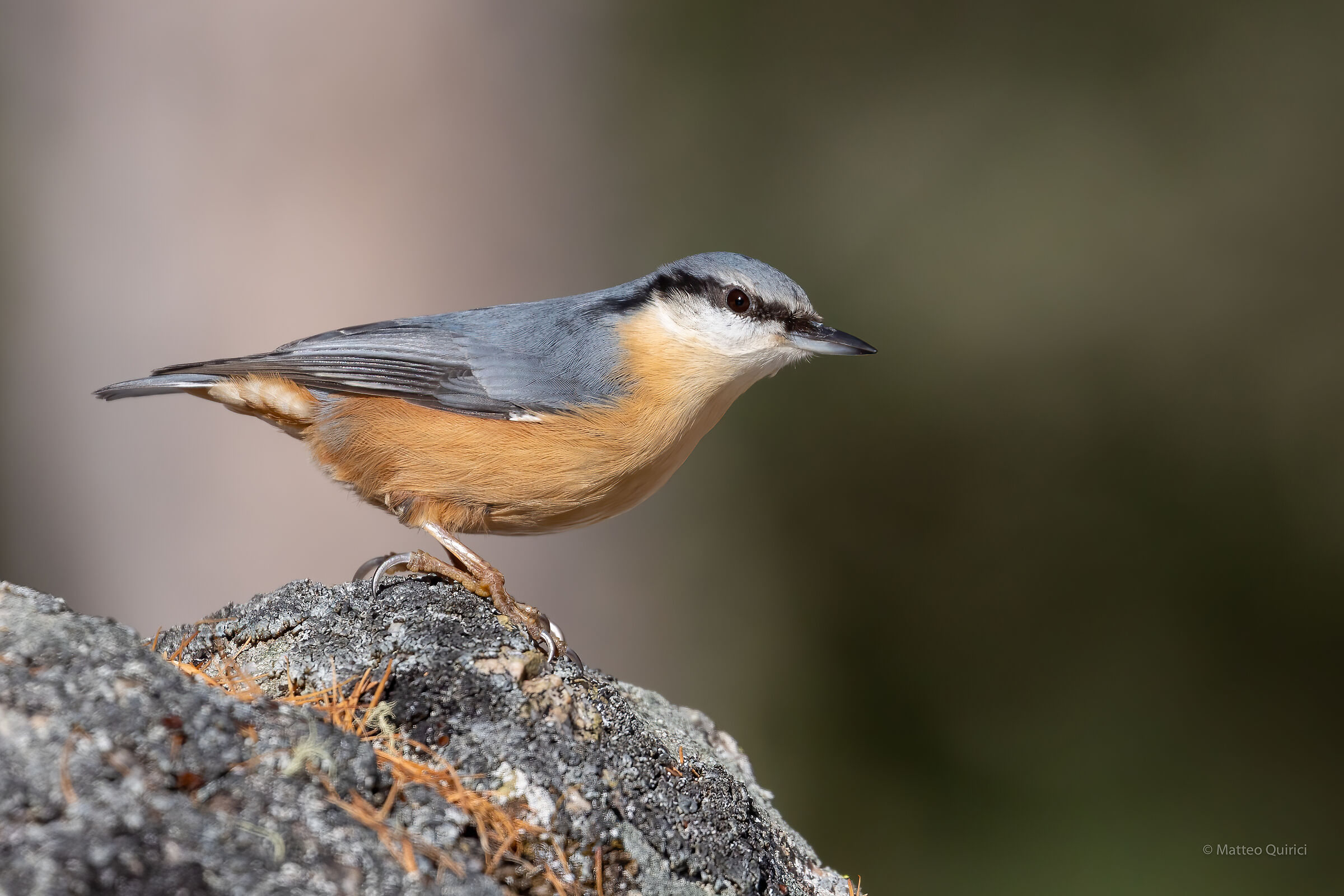 Wood nuthatch