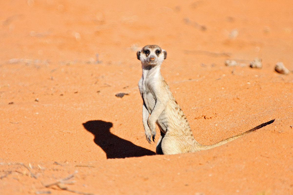 Suricate