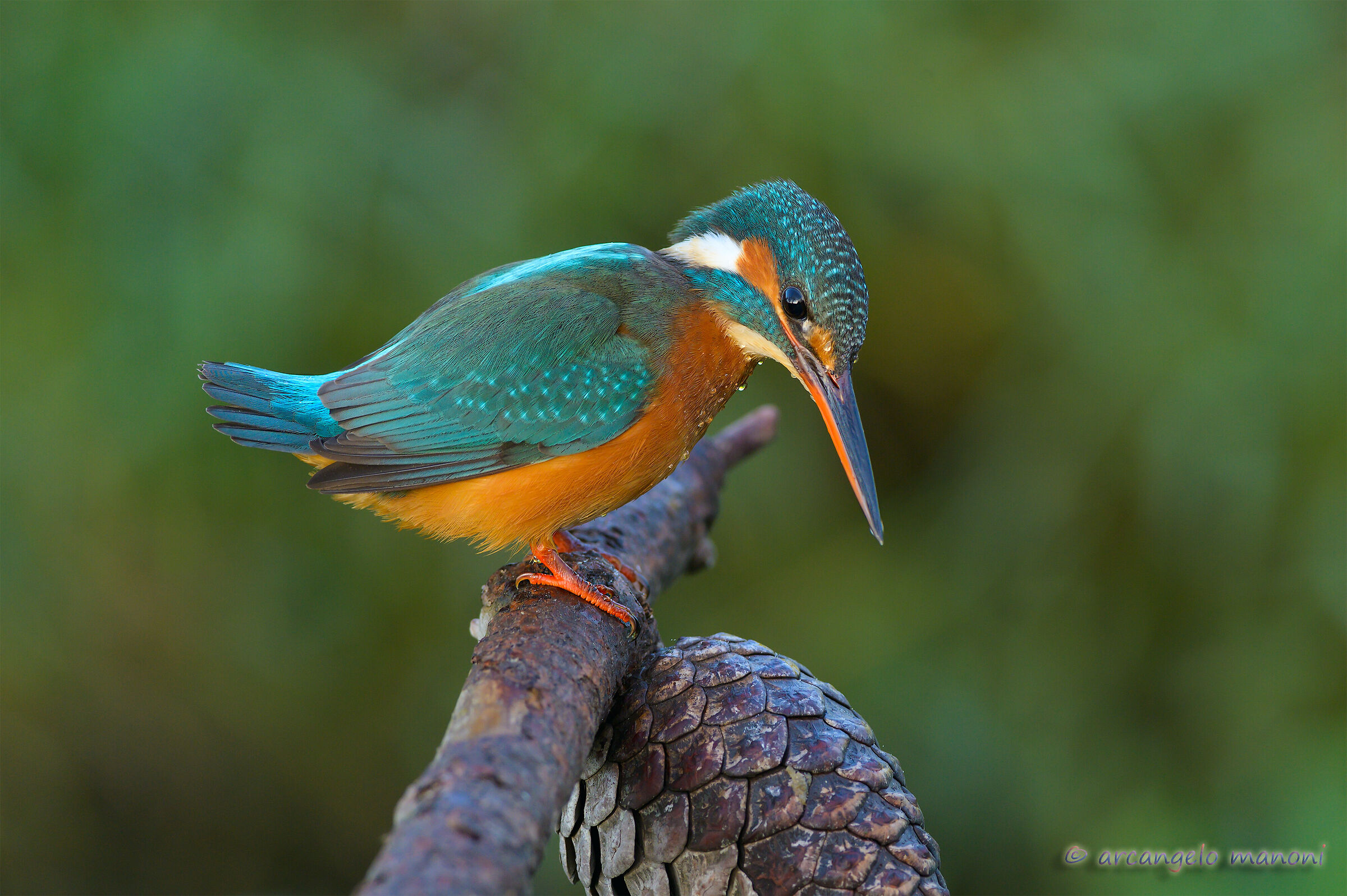 Pine branch on the river as a roose for the martina