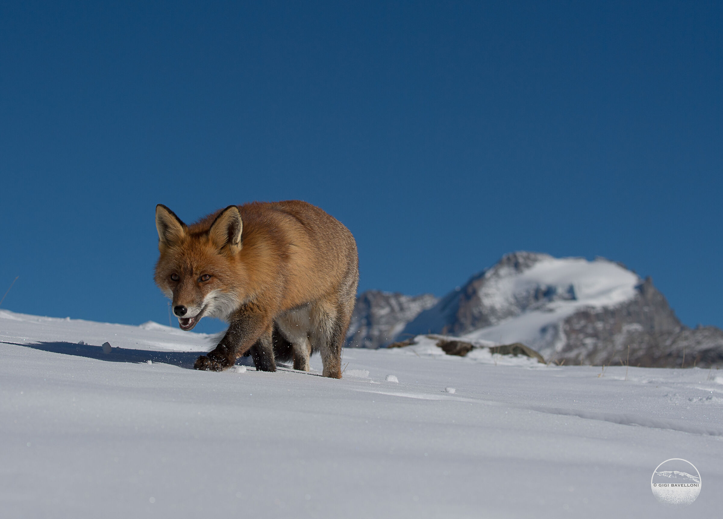 la volpe e...il Paradiso