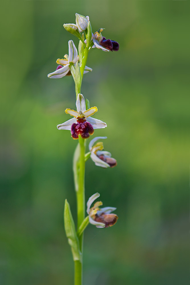 Ophrys passionis
