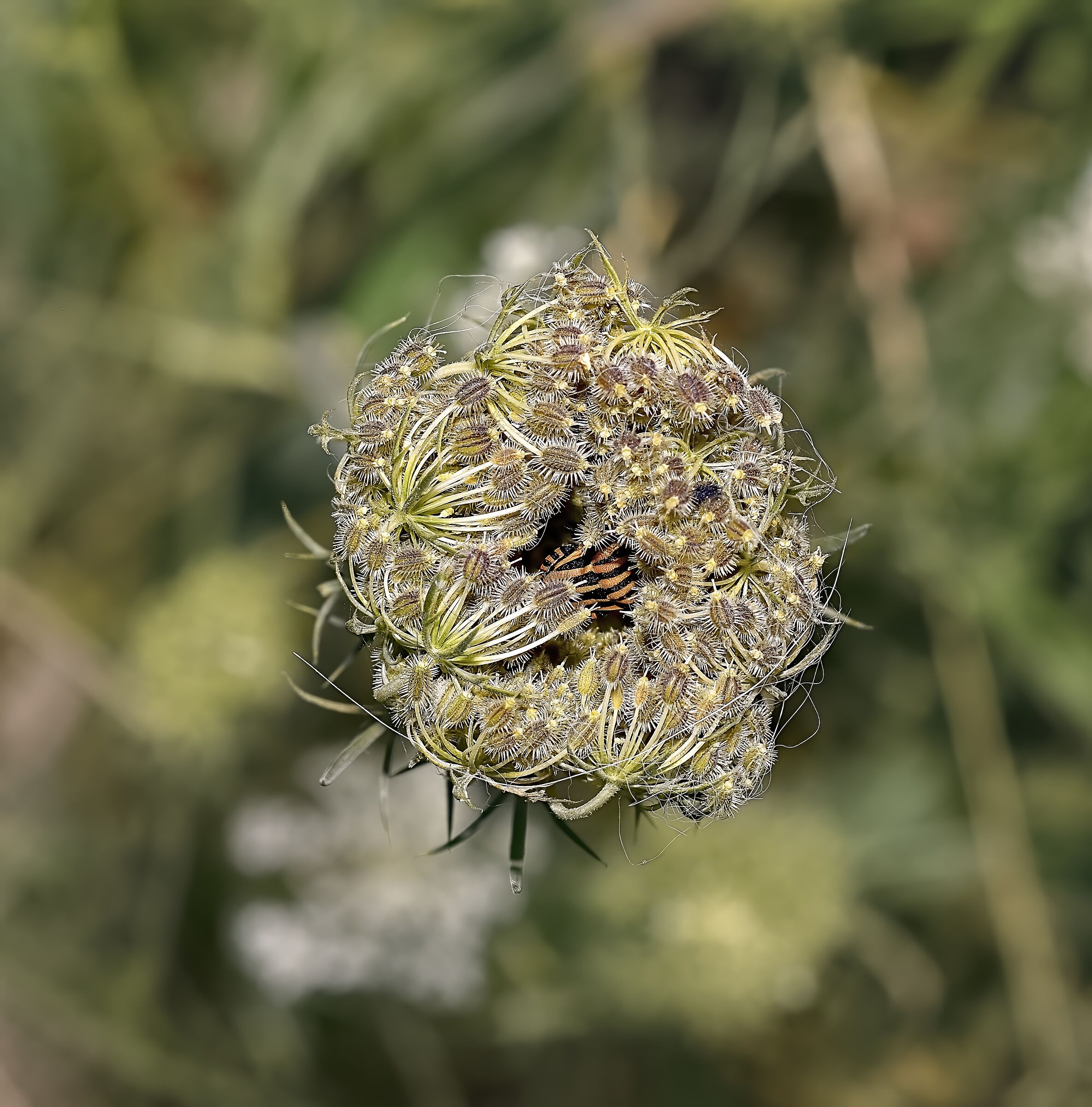 Complicated inflorescence