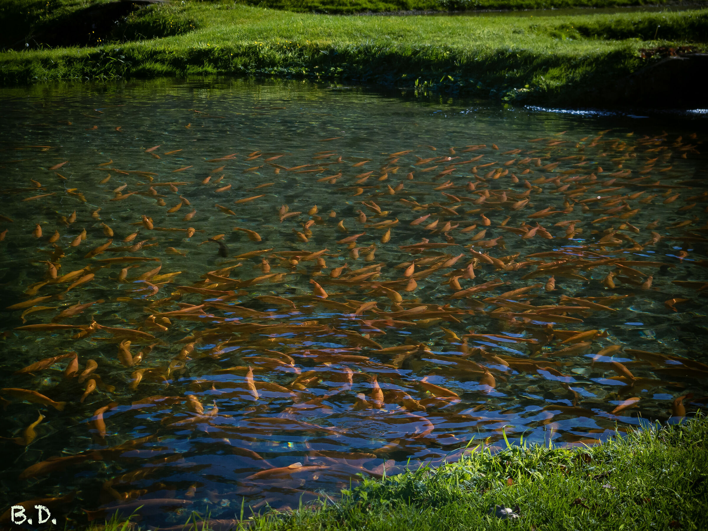 Roggia V Allevamento di trote