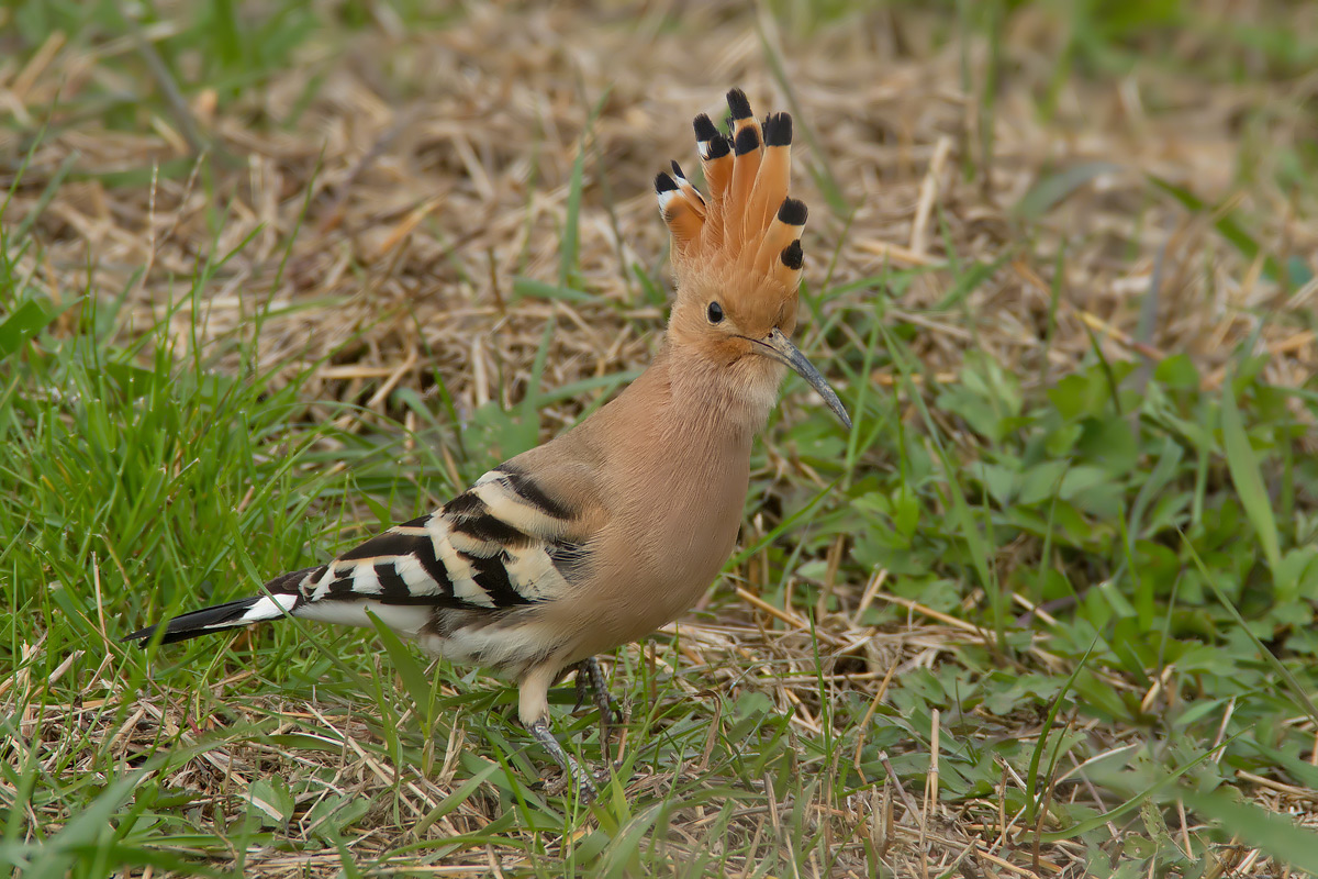 : l'ultimo dei mohicani