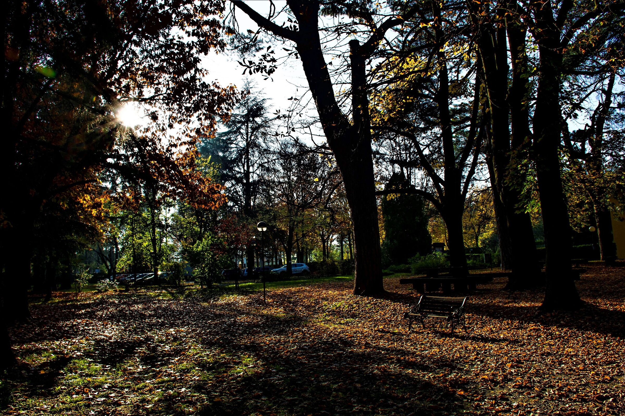 Towards evening in the park