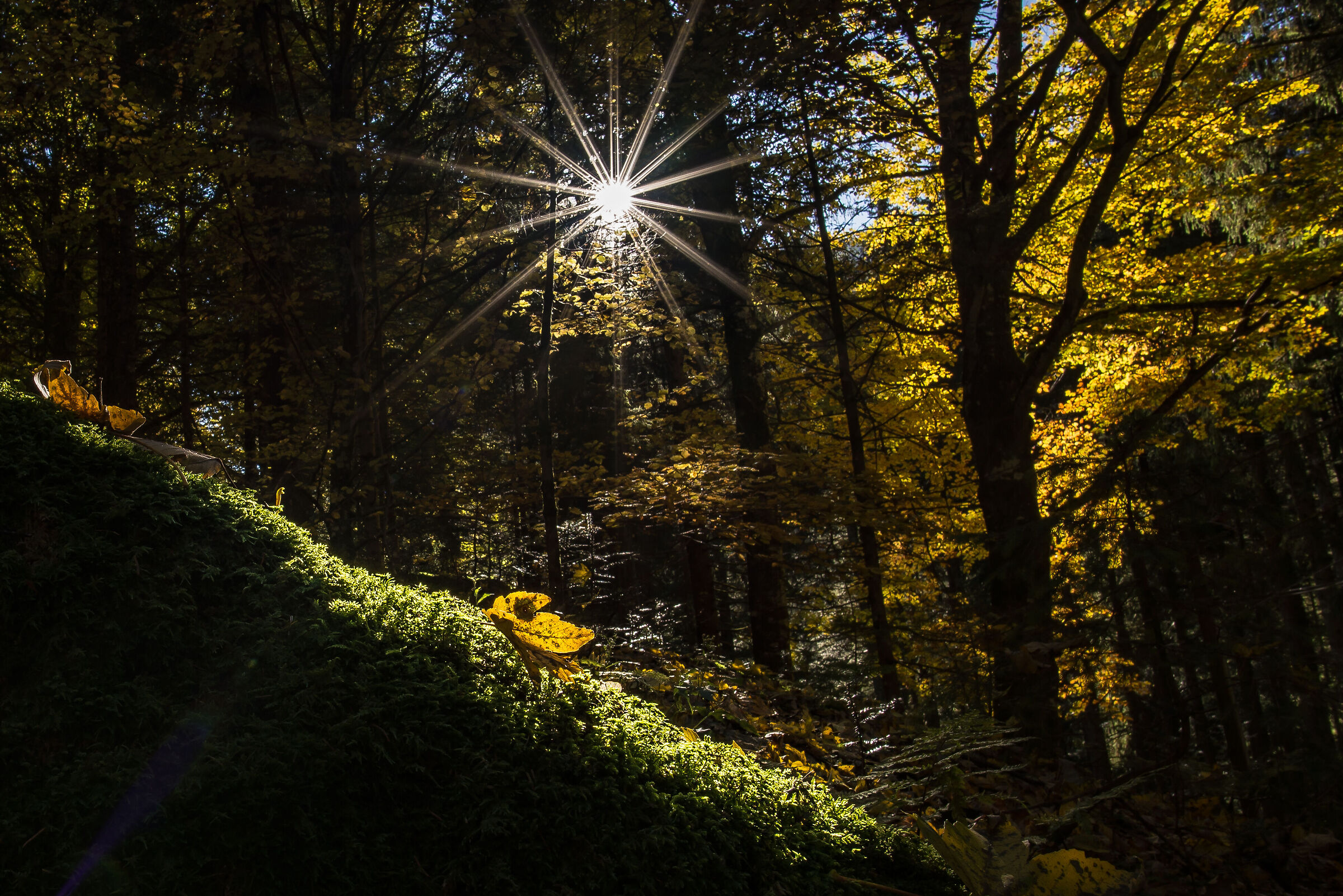 AUTUMN