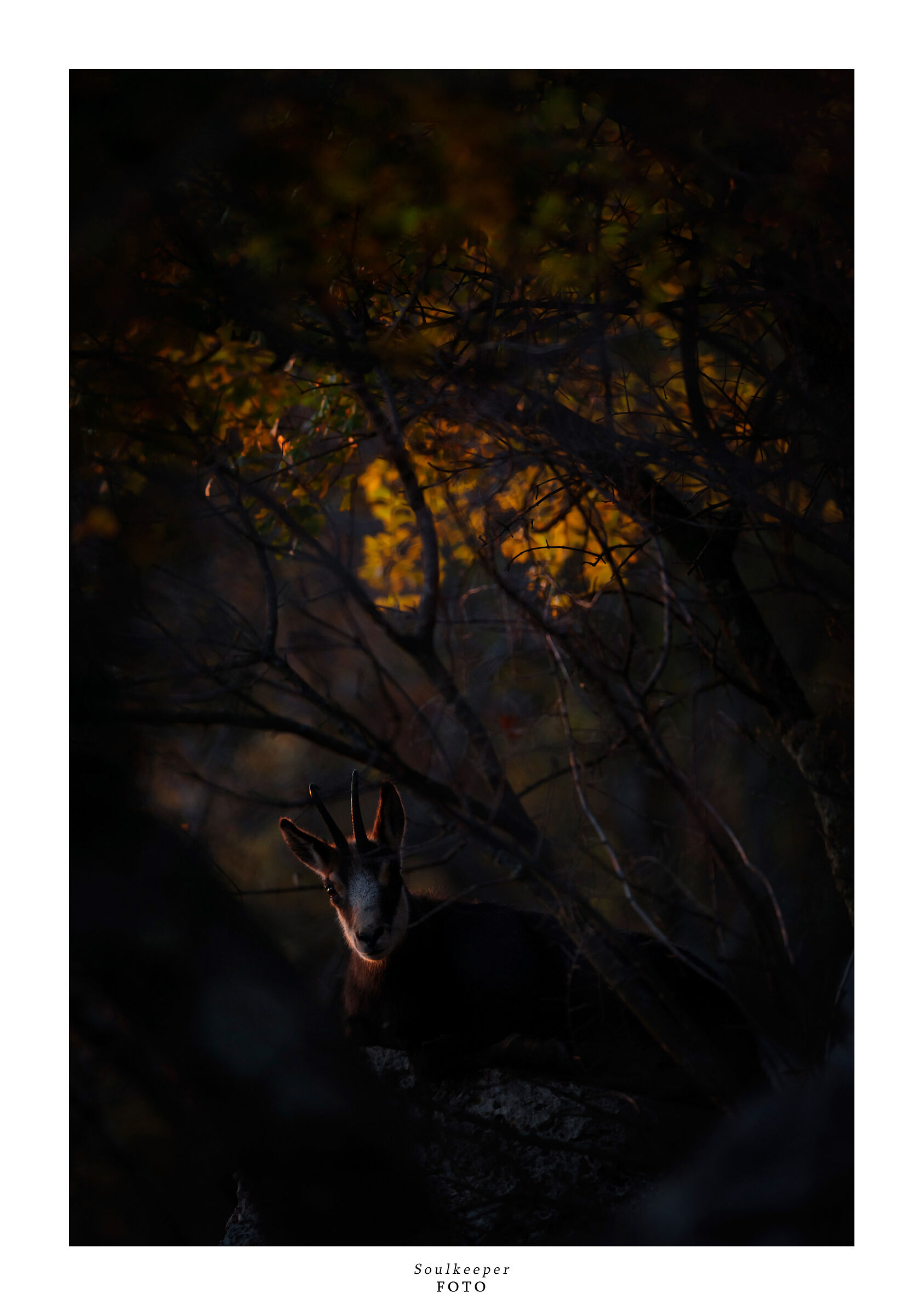 At nightfall. Gorizia Karst.