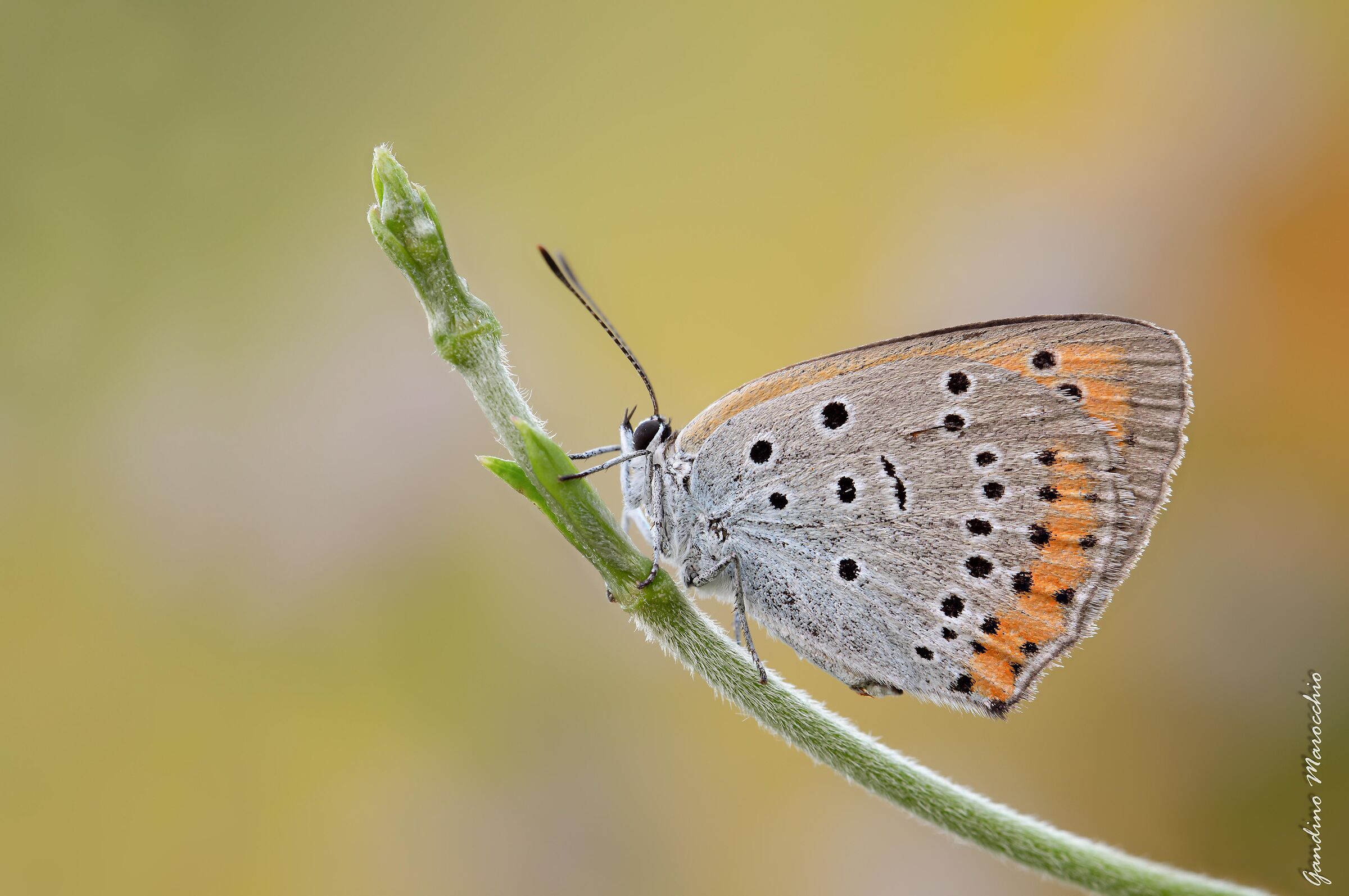 Lycaena Dispar