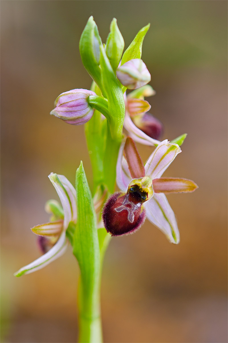 Ophrys exaltata