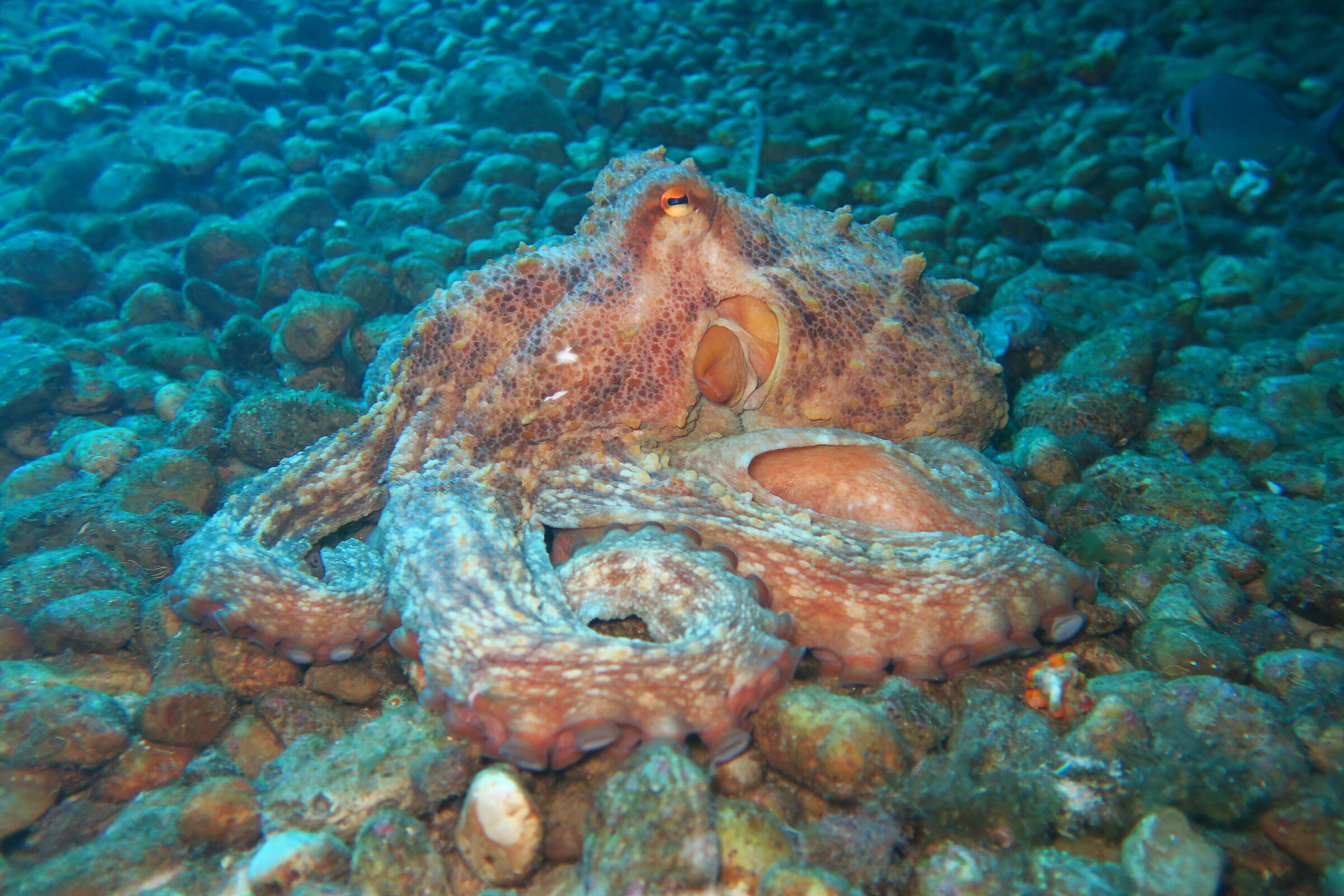palinuro