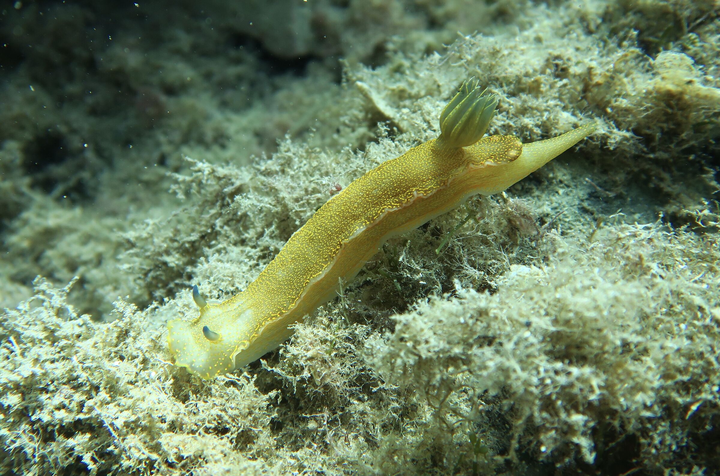 palinuro