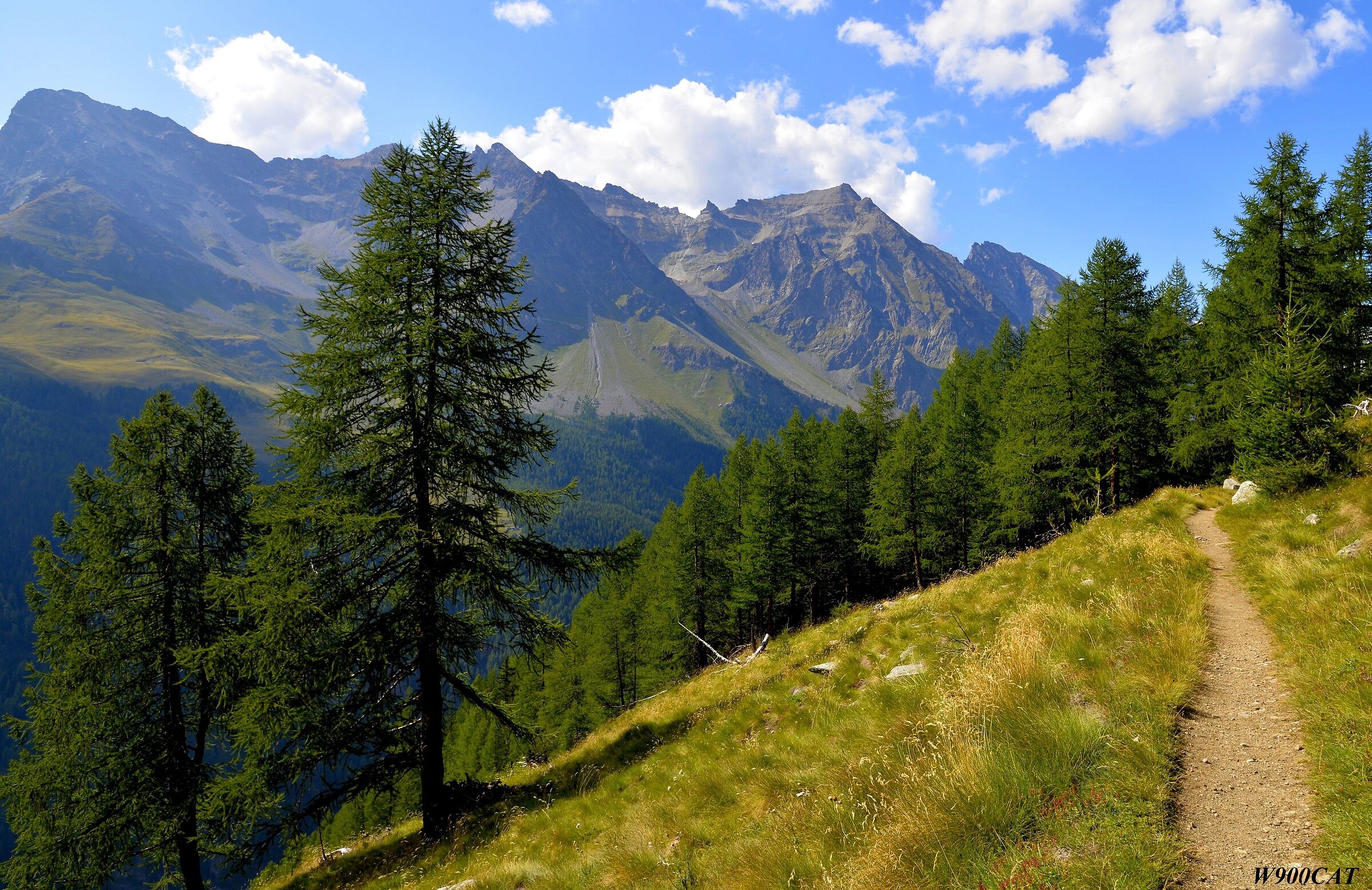 Where do we plan to go without the trees?