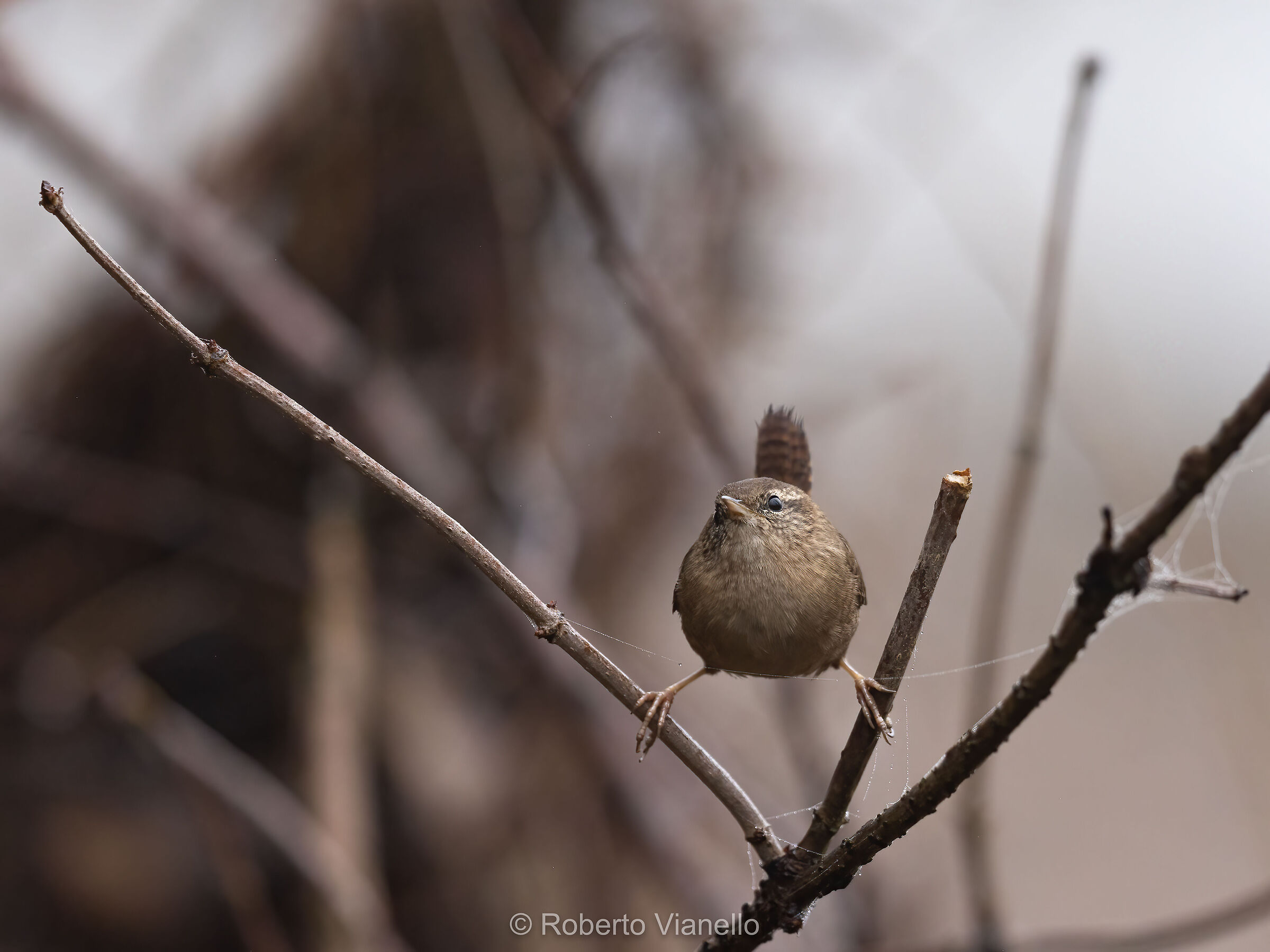Scricciolo comune (Troglodytes troglodite)