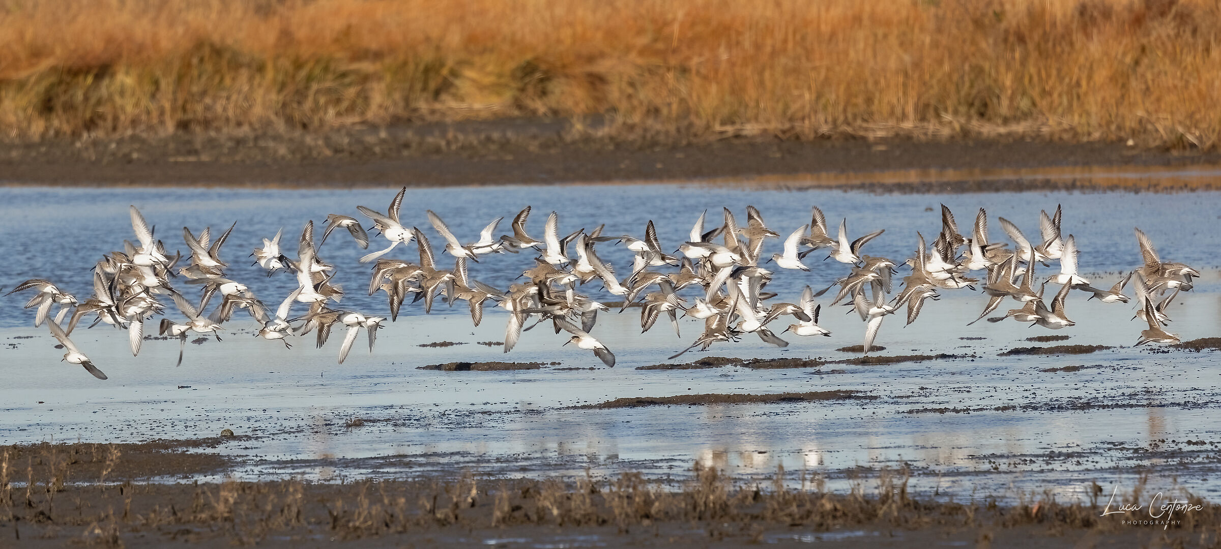 Lo stormo, Plum Island (Massachusetts)